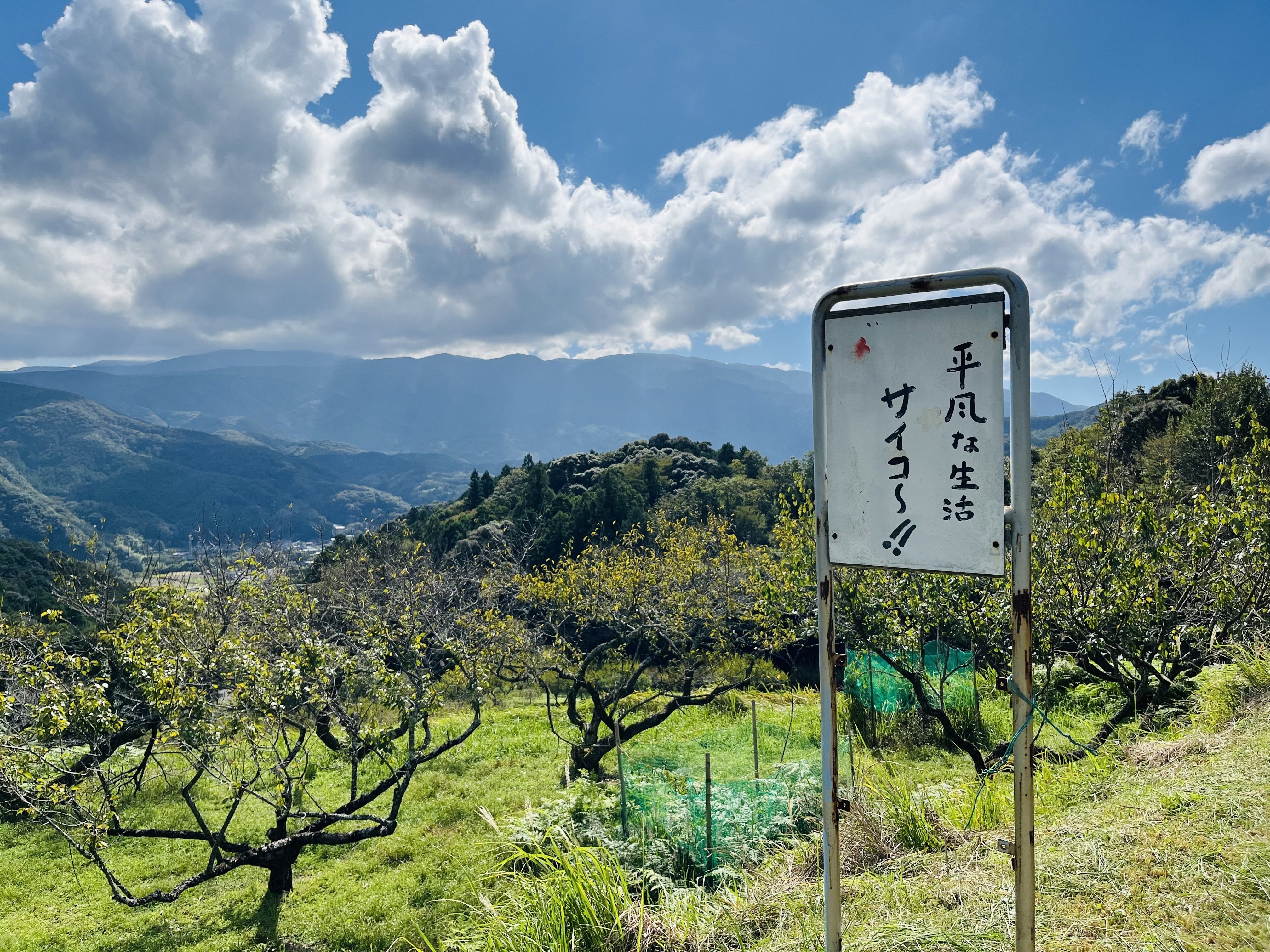たかが梅、されど梅】 梅おやつ日記＃2, 伊豆市月ヶ瀬梅林編｜神田未和