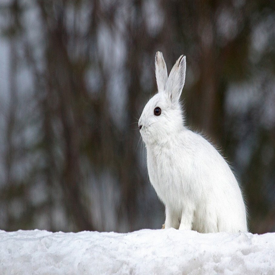 恐竜が絶滅した直後に現れた!?北海道にいる足の長いエゾユキウサギ🌈｜早坂 渚, image size:1363x908