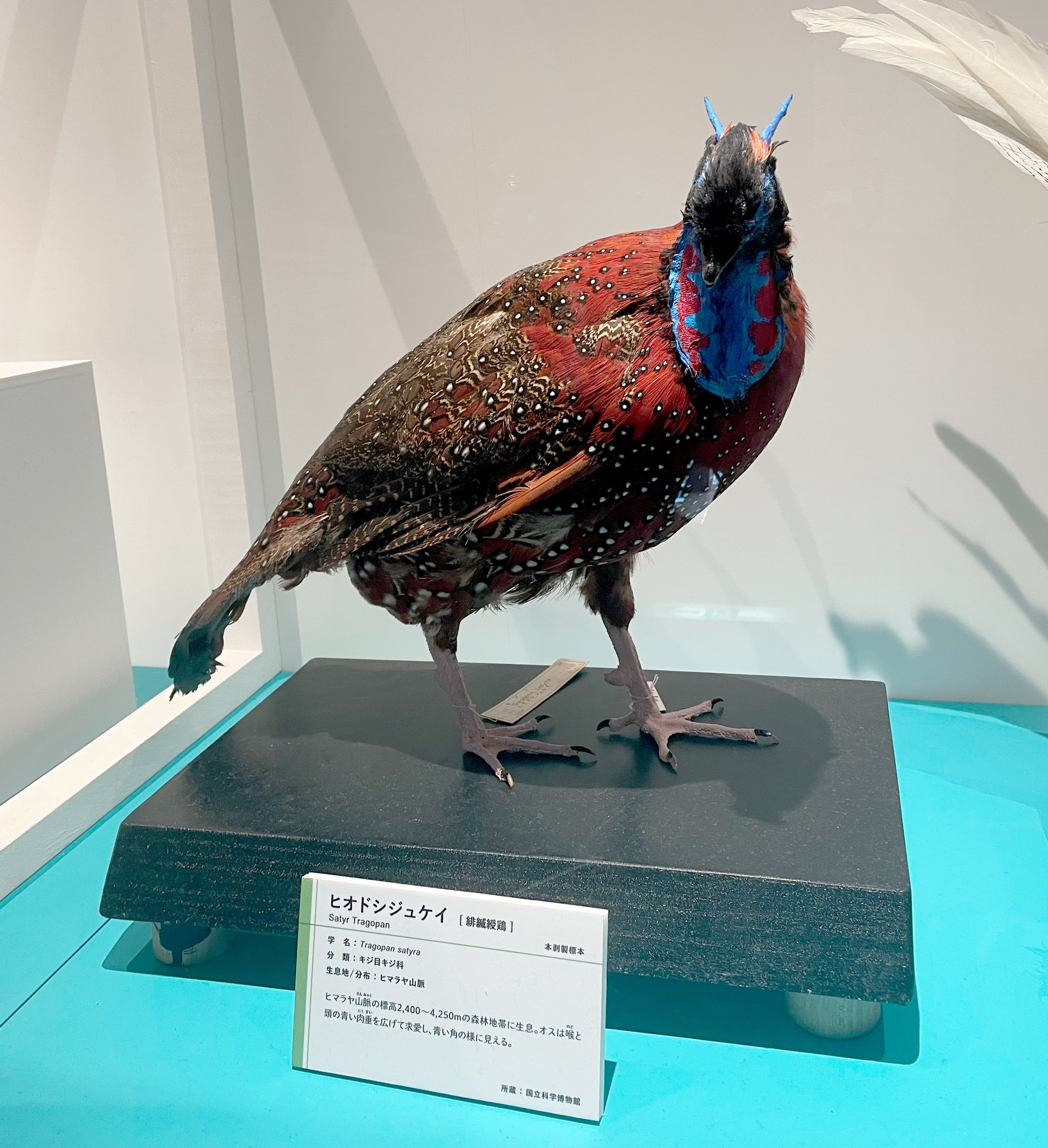 特別展「鳥」に行ってきた！｜a little bird told me that