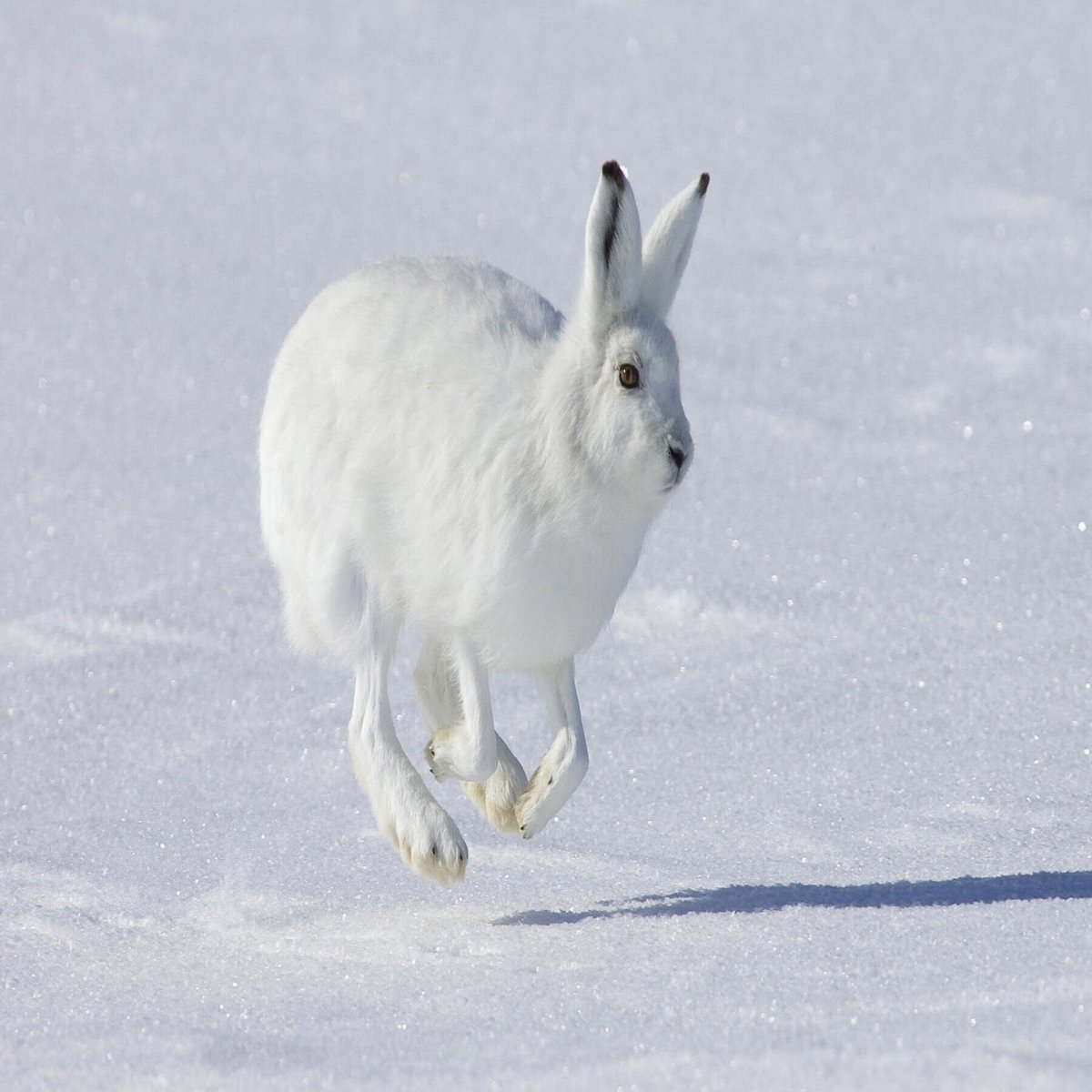 YOU+MORE！新品未使用です。北極ウサギの足が伸びるポーチ - メルカリ, image size:1800x1200