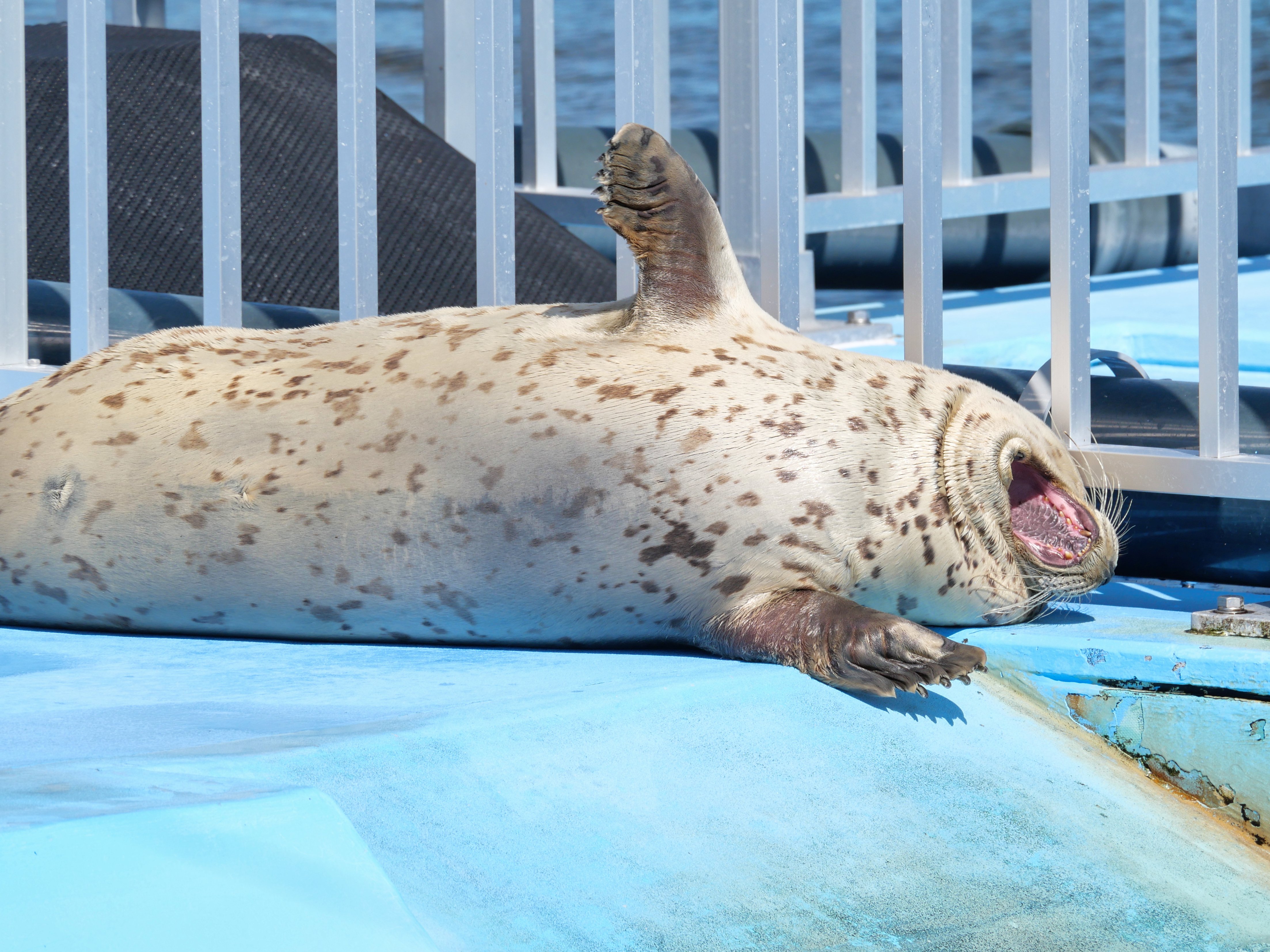 オホーツクとっかりセンター」はアザラーの桃源郷だった！｜ベッチ