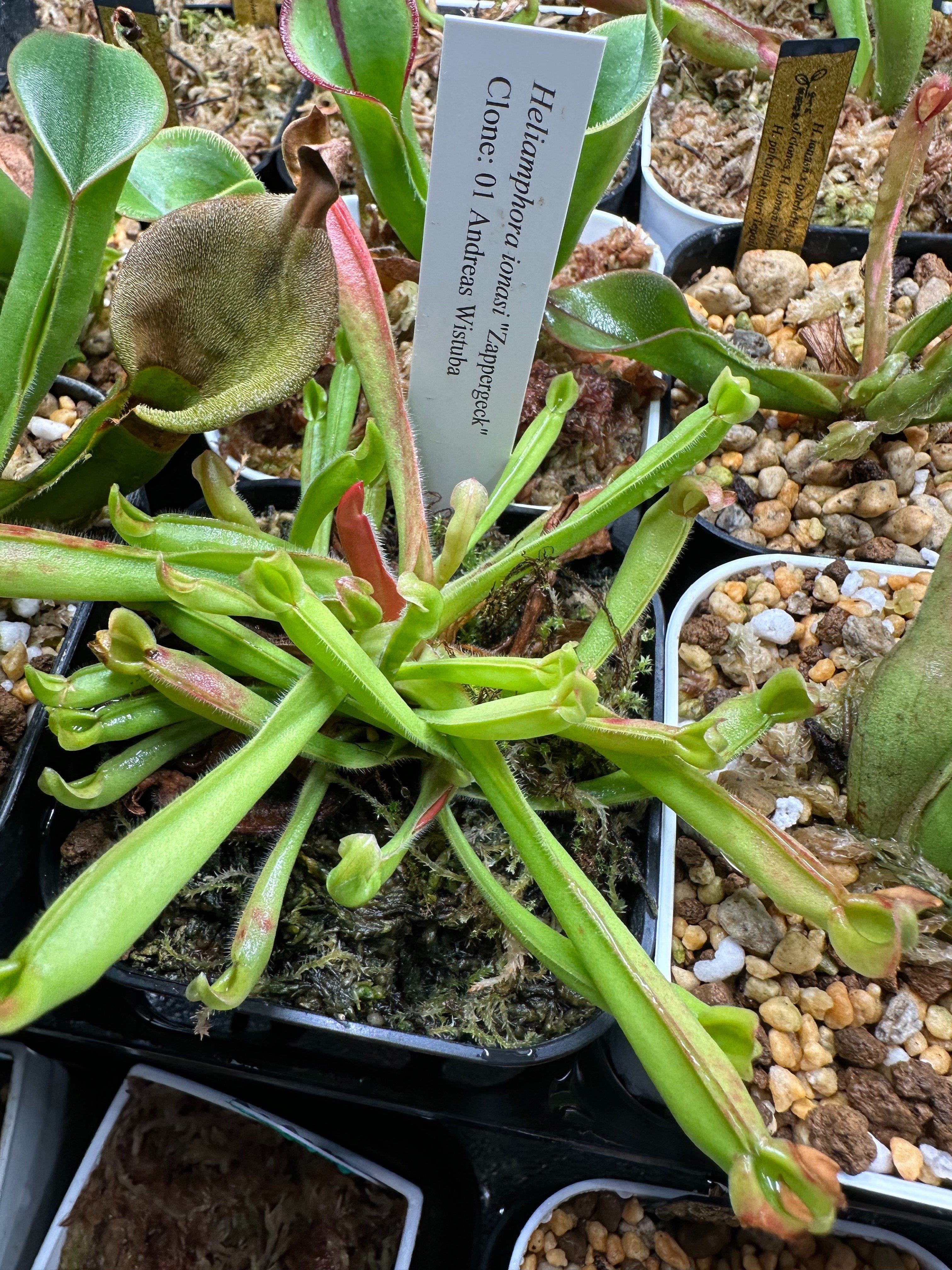 ヘリアンフォラたちの紹介その1|ゆうの植物ライフ ヘリアンフォラたちの紹介その1|ゆうの植物ライフ