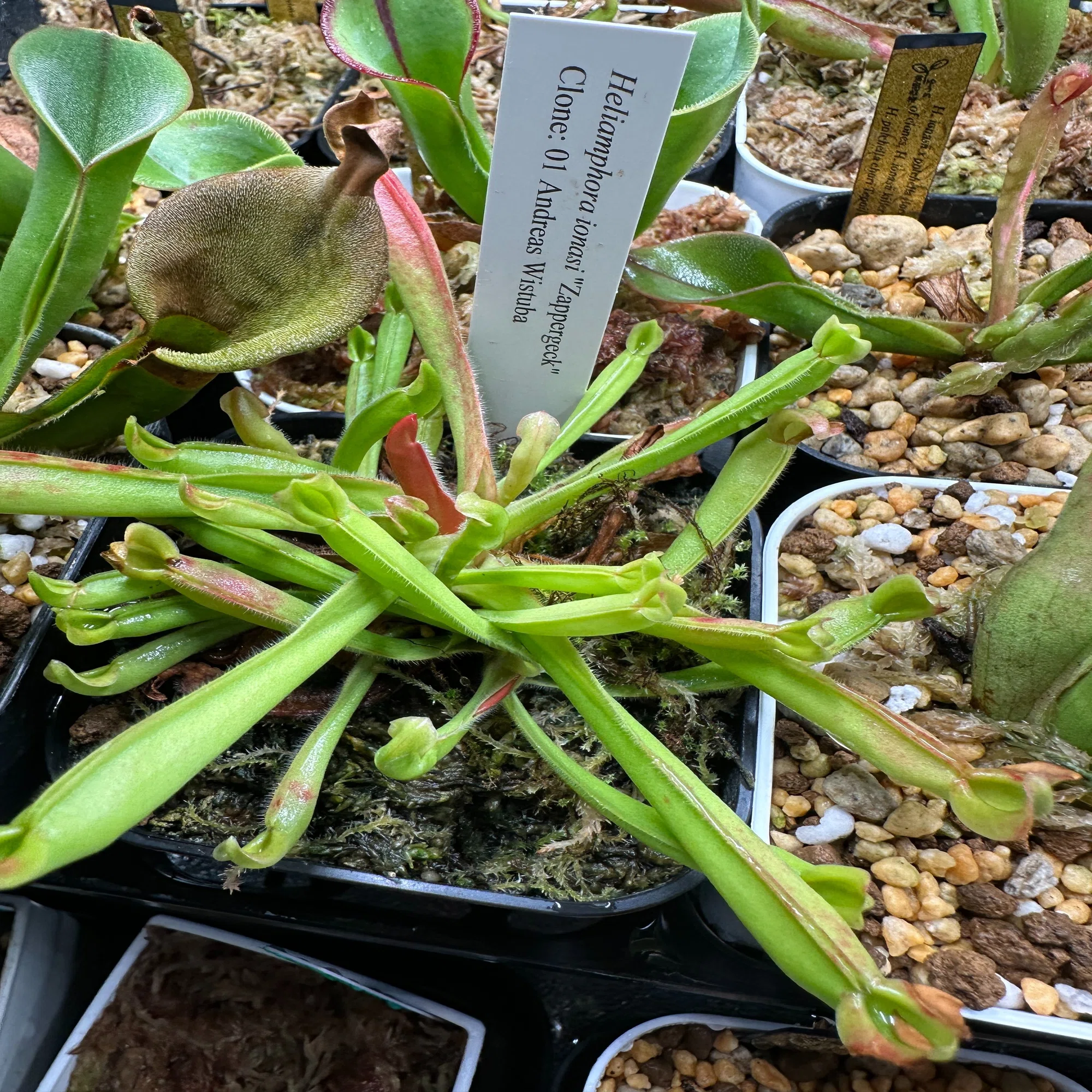 ヘリアンフォラたちの紹介その1｜ゆうの植物ライフ