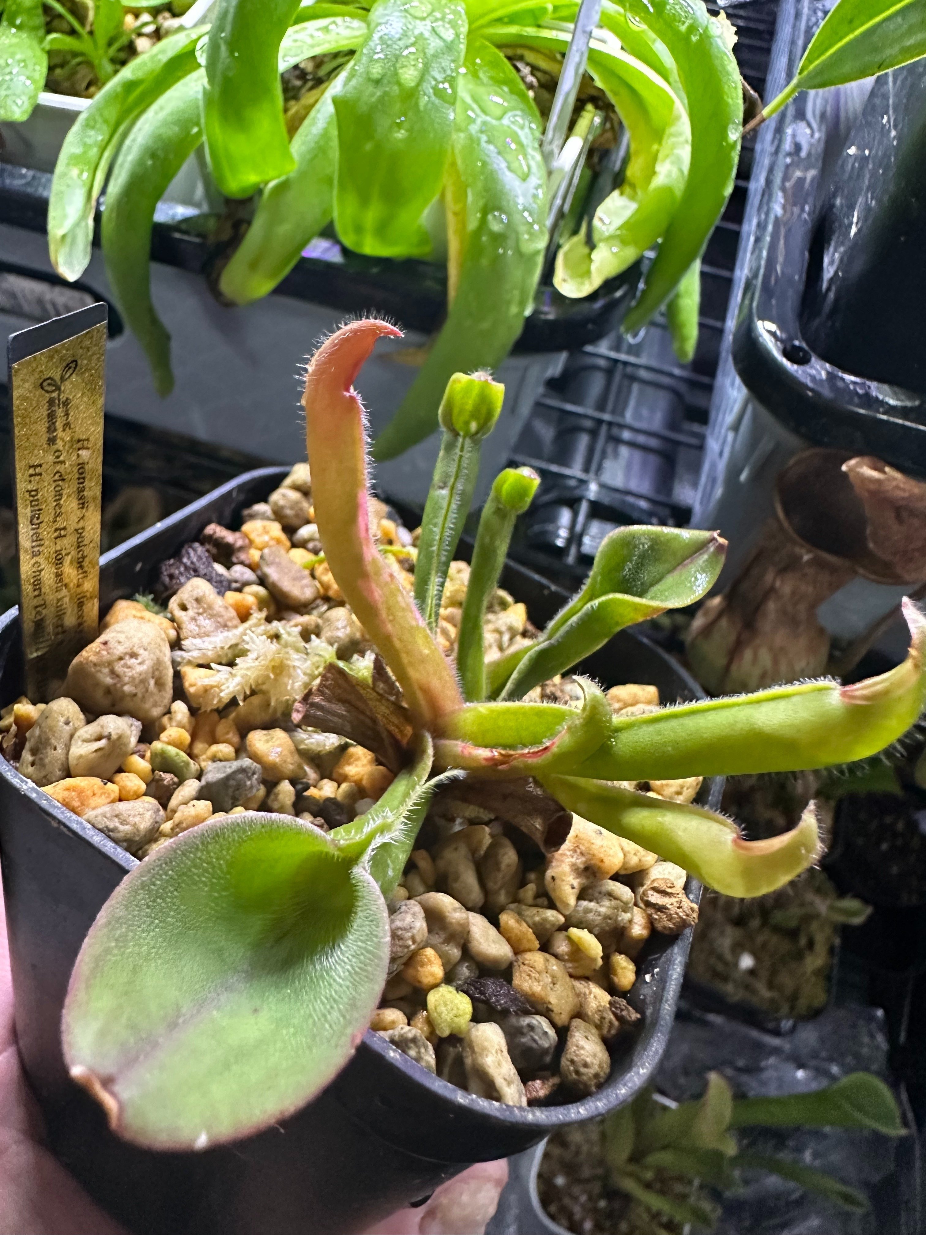 ヘリアンフォラたちの紹介その1|ゆうの植物ライフ ヘリアンフォラたちの紹介その1|ゆうの植物ライフ