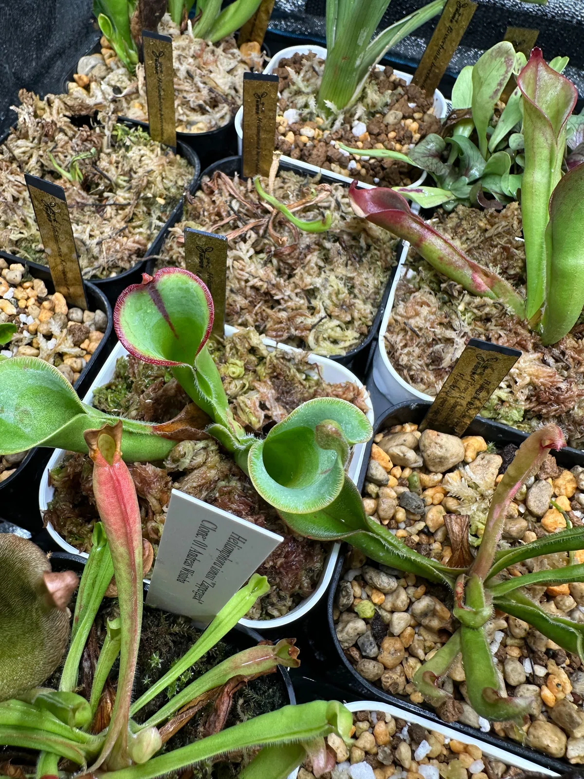 ヘリアンフォラ《希少種》Heliamphora （ネペンテス・ウツボカズラ 