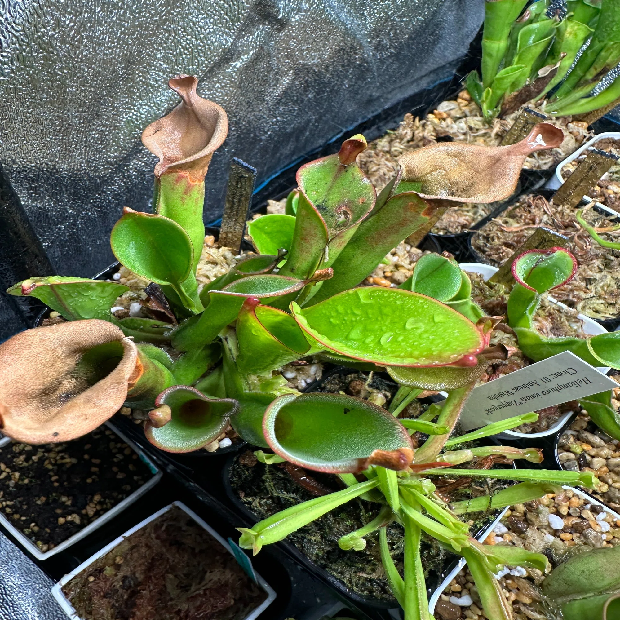 ヘリアンフォラたちの紹介その1｜ゆうの植物ライフ