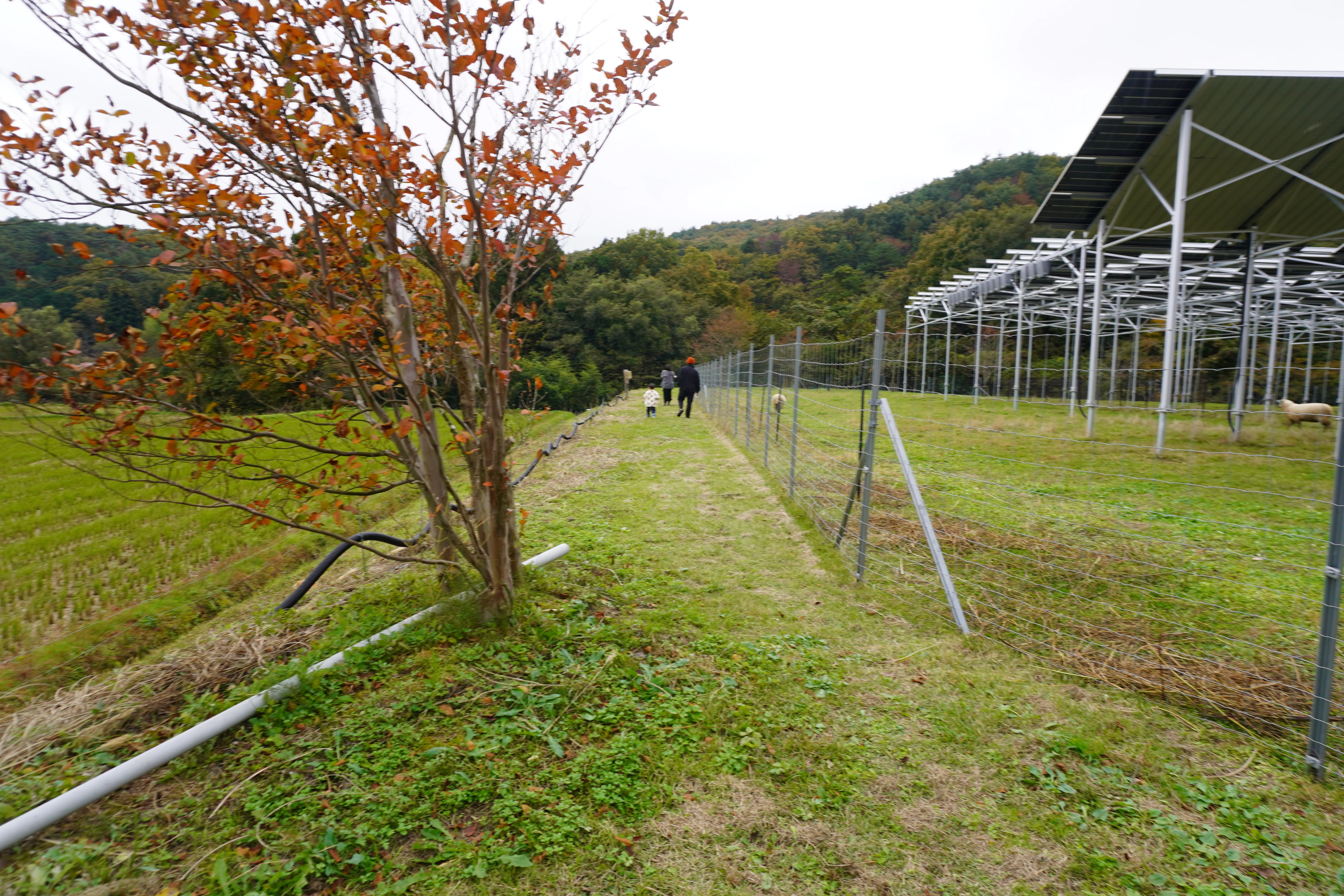 ZASO:238】福島県 #緑の風農園｜ZASOちゃんねる