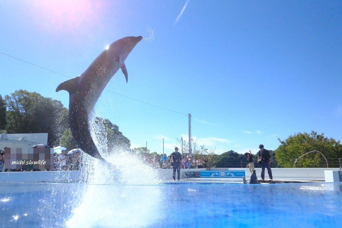 X-T5の高速連写機能を使ってイルカのジャンプを撮りたい｜*michi*