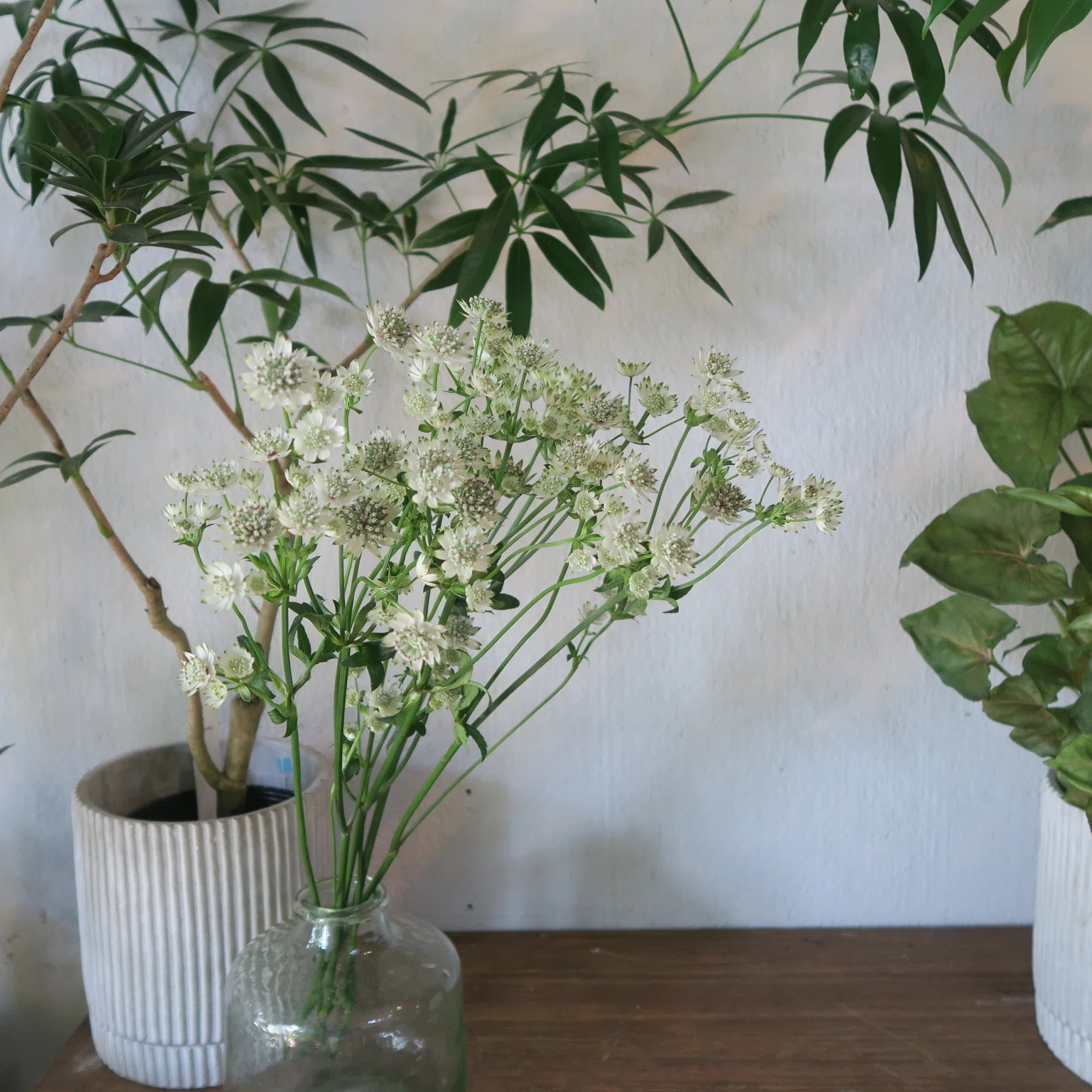 今日の花 アストランチア｜花屋のラフ