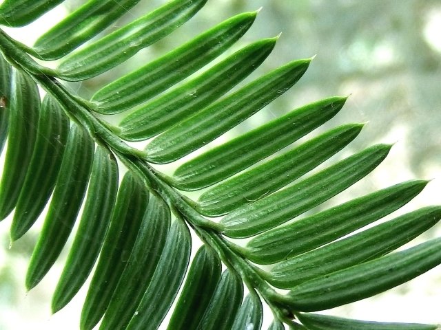 サラダページ　アイヌ　カムイ　イチイの木　まとめセット 週末投稿】つれづれ有用植物＃266（イチイ科イチイ属イチイ