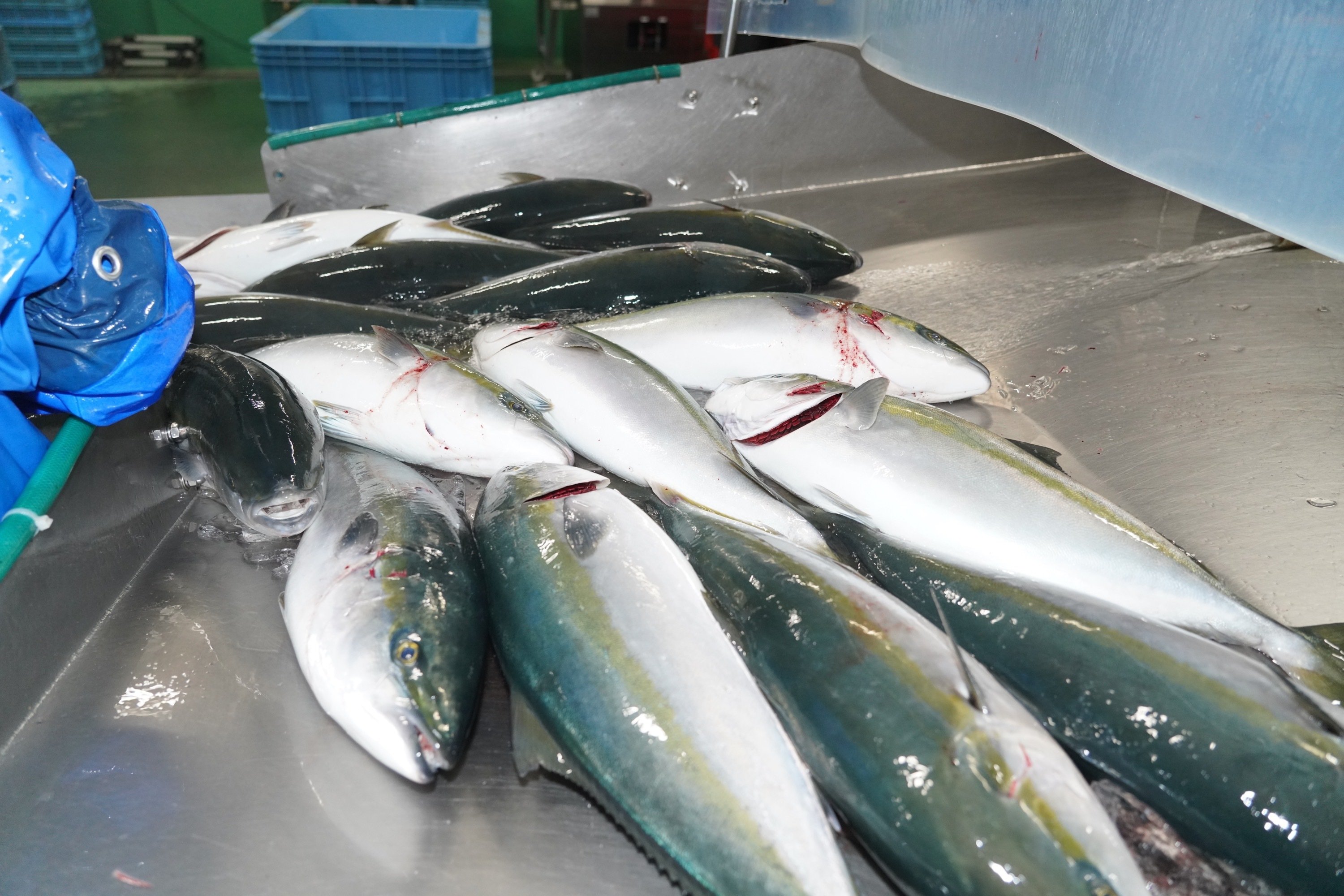 信頼を紡ぎ、現場とともに歩む若き工場長の挑戦｜山田水産