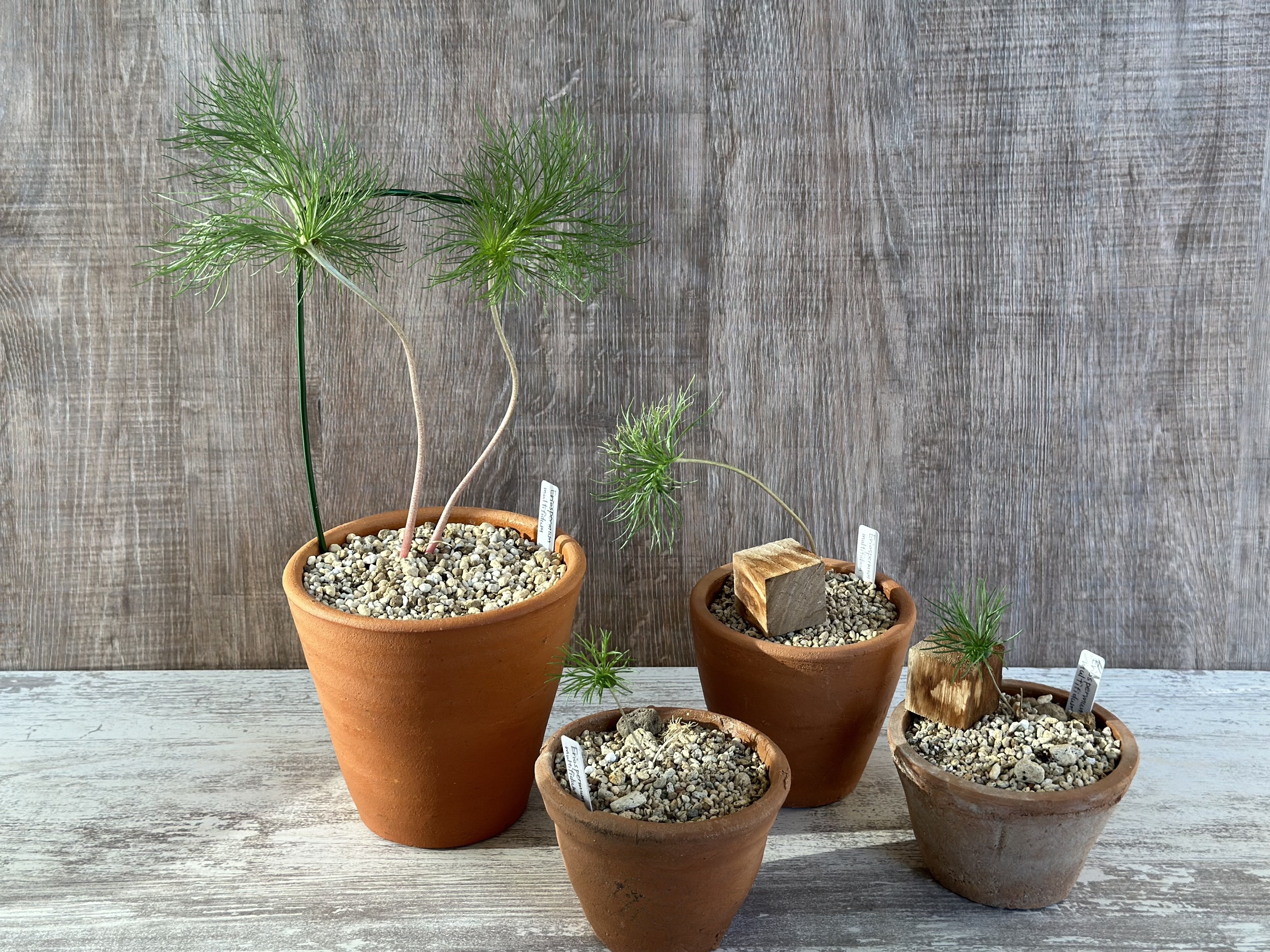 エリオスペルマム や 球根クラッスラ ｜暇人