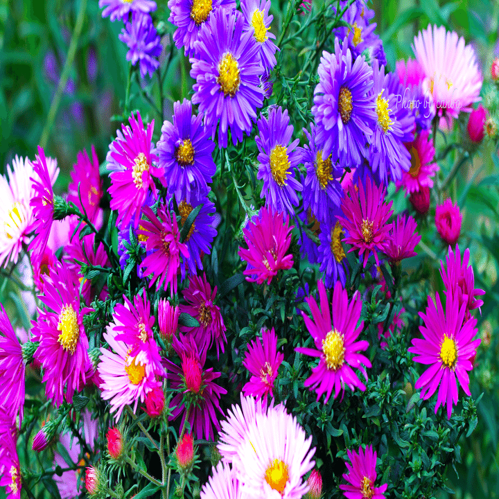 今週の花 「宿根アスター」｜Cat rose 「ガーデニングブログ Cat Rose