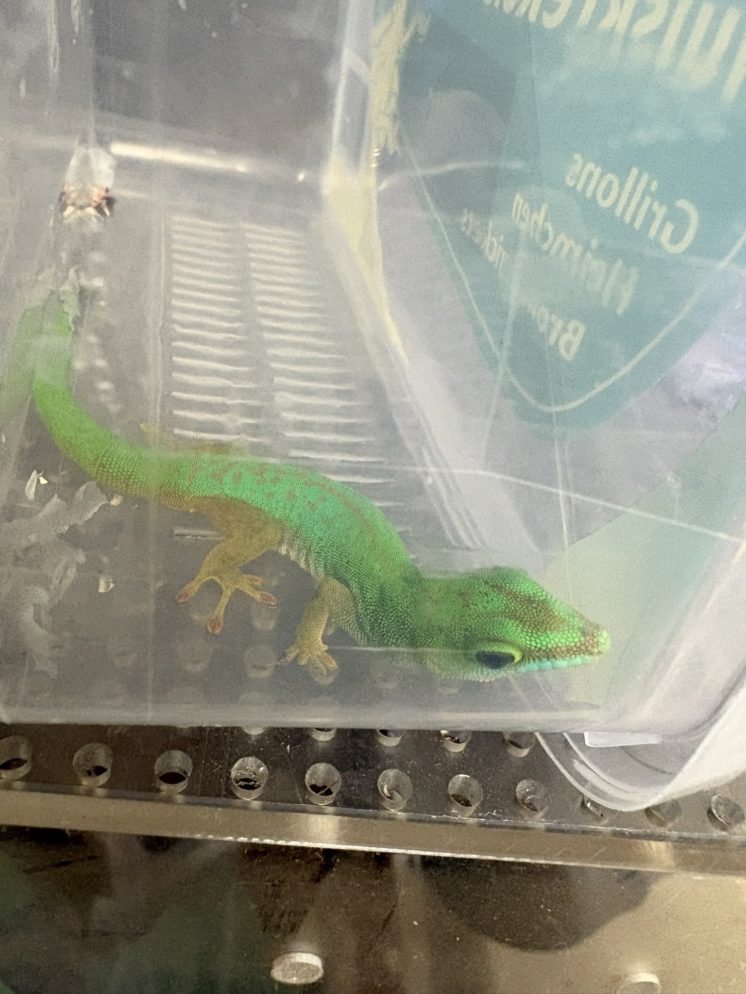 ヒルヤモリの飼育図鑑　洋書 ドイツ語 Phelsuma 動植物関連書籍 ＞ 爬虫類 ＞ トカゲ ＞ ヤモリ ＞ ヒルヤモリの飼育