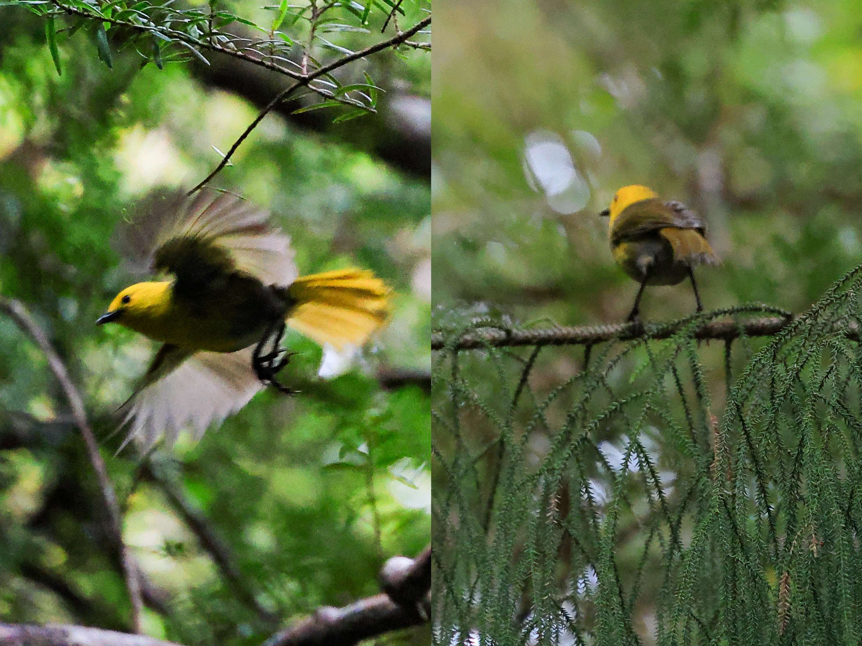 君鳥 野鳥の楽園・ニュージーランド｜Toru Shiratori