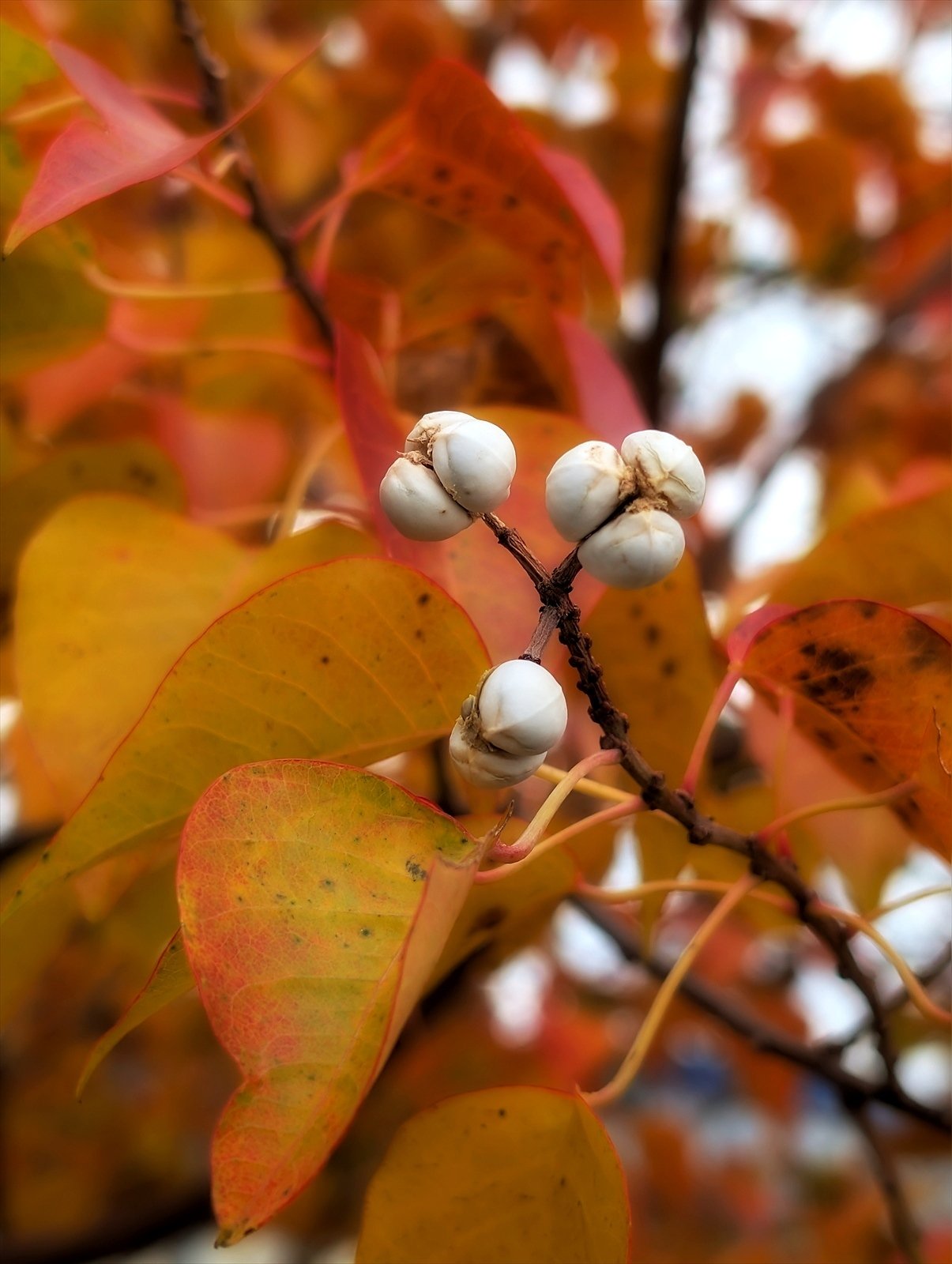 ナンキンハゼの実｜annon