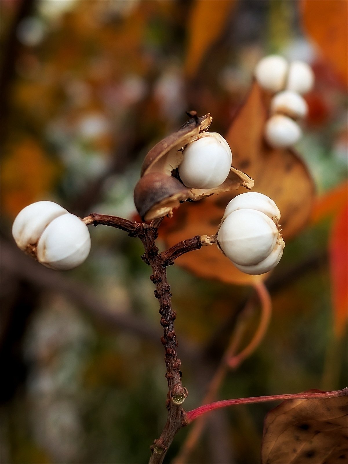ナンキンハゼの実｜annon