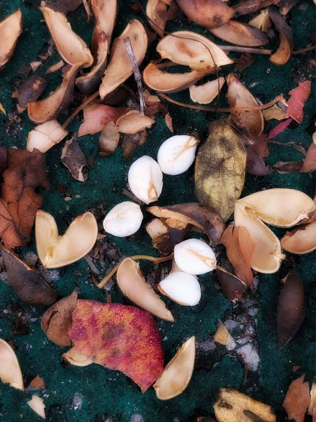 ナンキンハゼの実｜annon