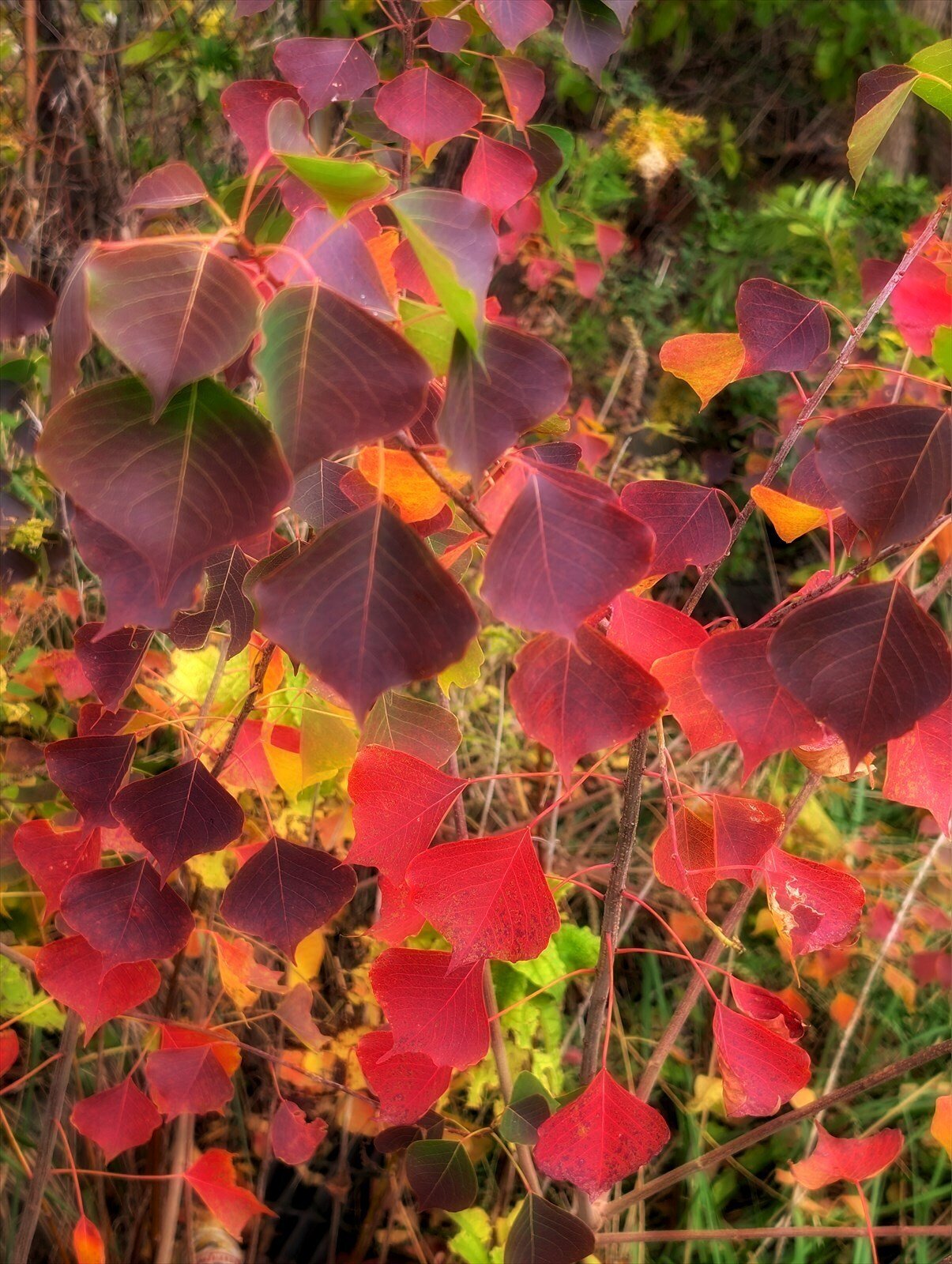 ナンキンハゼの実｜annon