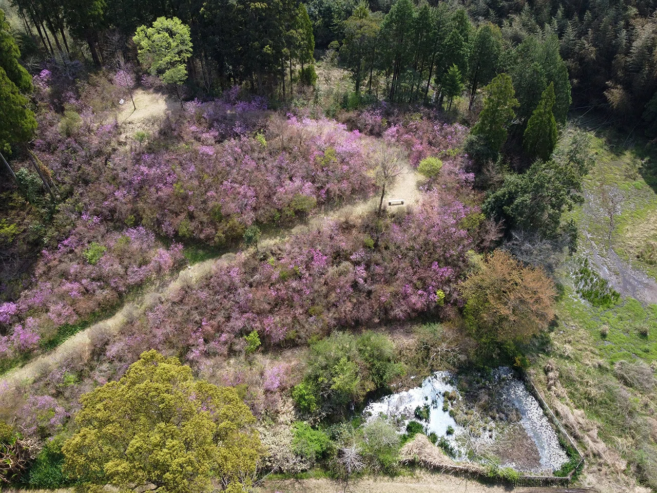 72．苦節50年で造った1haの岩つつじ山｜sasayan