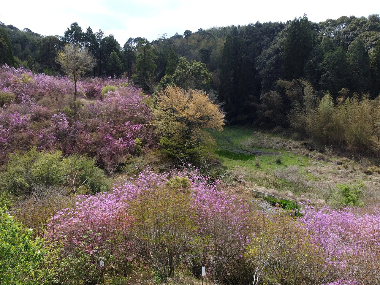 72．苦節50年で造った1haの岩つつじ山｜sasayan