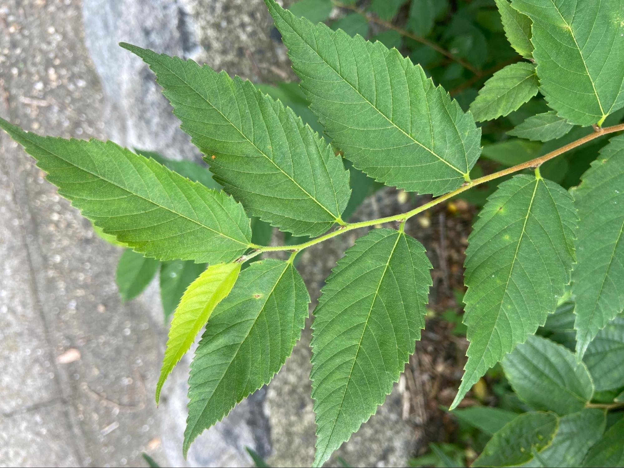 樹木図鑑 その⑫ ムクノキ 〜地中に宿る記憶を根で辿る、逞しき都市