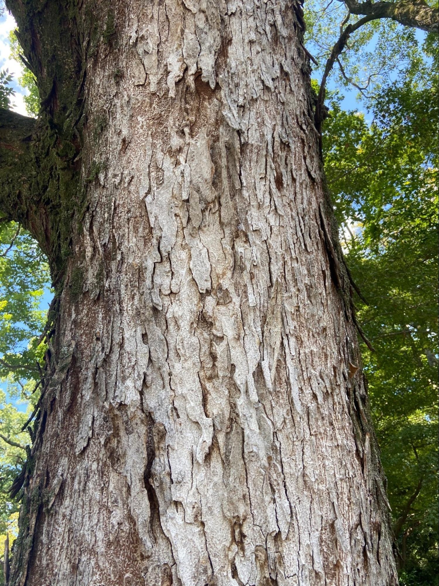 椋の木（ムクノキ）の板（期間限定値下げ） pho241c.jpg