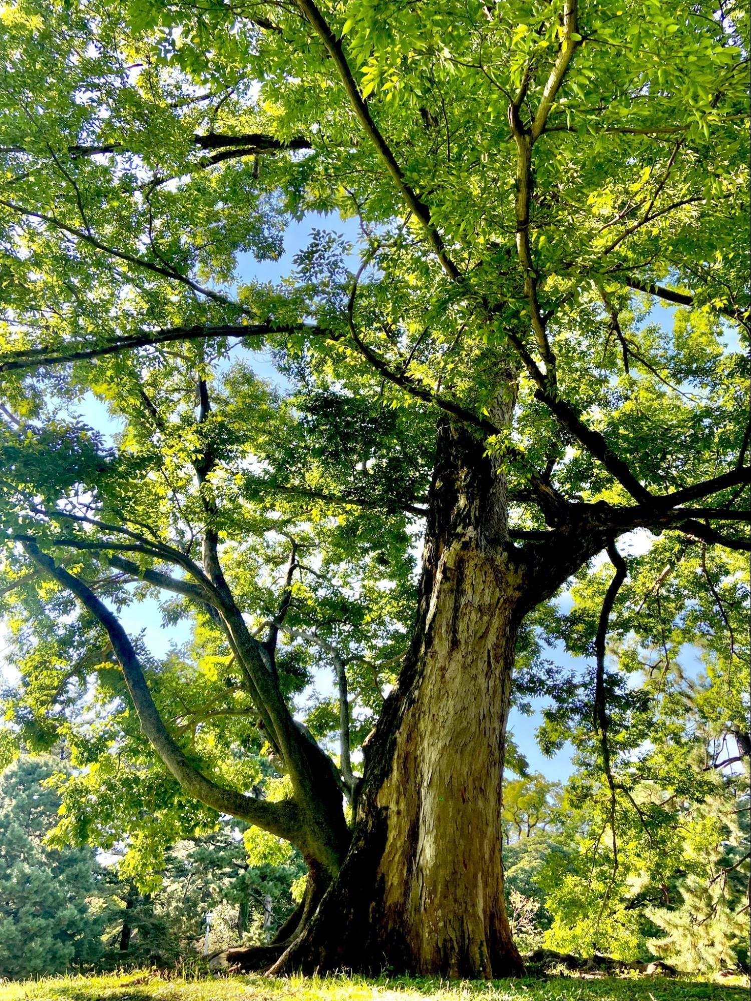 樹木図鑑 その⑫ ムクノキ 〜地中に宿る記憶を根で辿る、逞しき