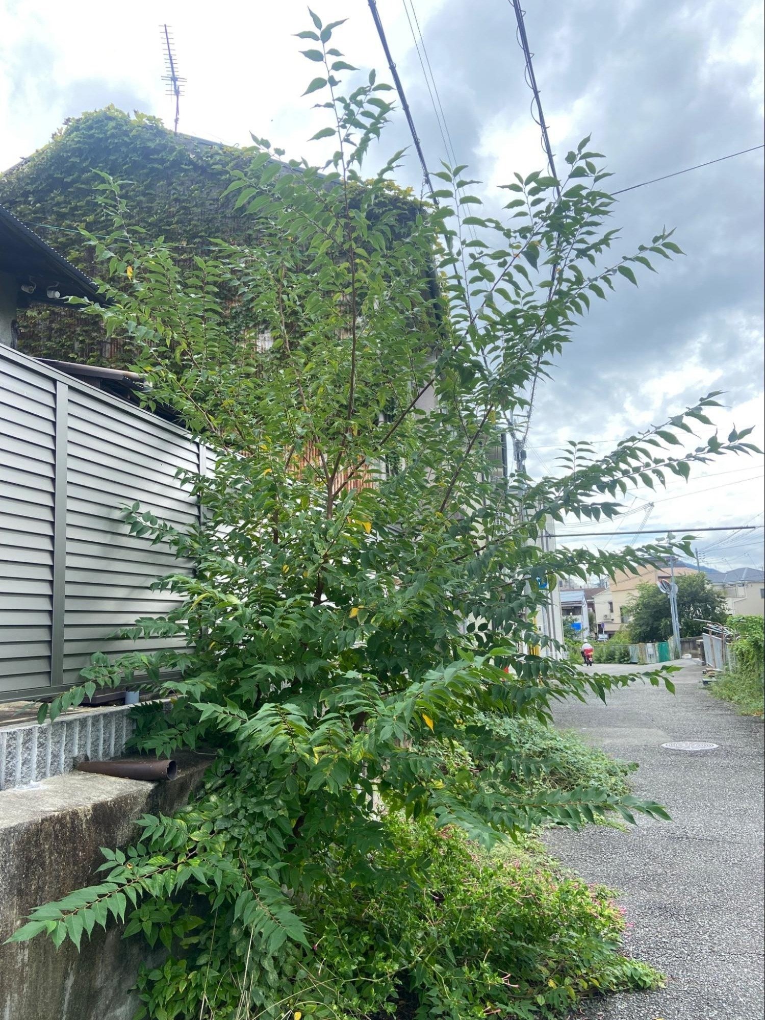 樹木図鑑 その⑫ ムクノキ 〜地中に宿る記憶を根で辿る、逞しき都市