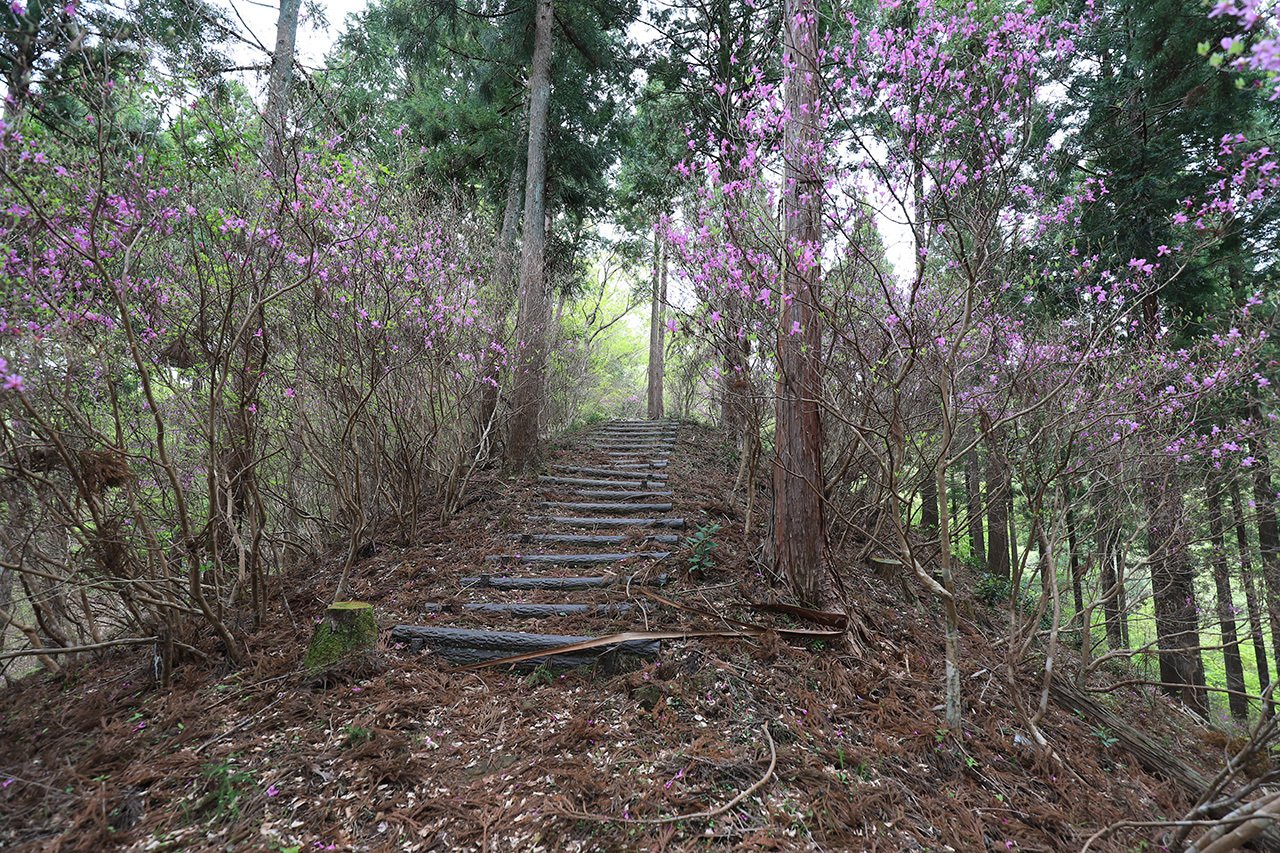 73．日本一のミツバツツジの里づくり｜sasayan