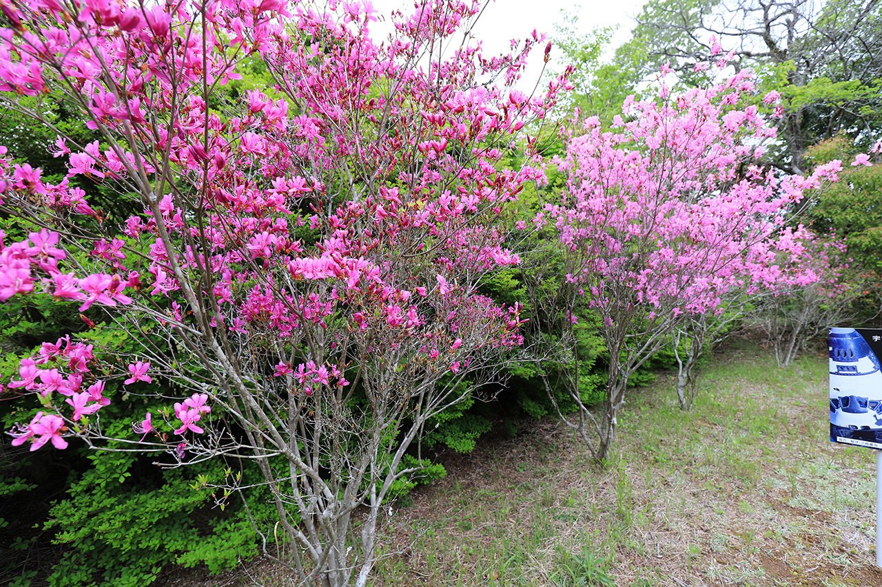 73．日本一のミツバツツジの里づくり｜sasayan