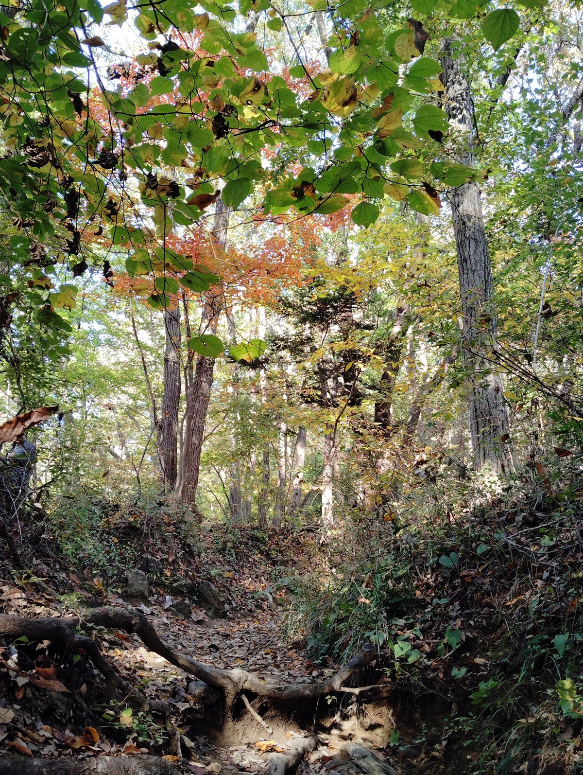 登山道の写真