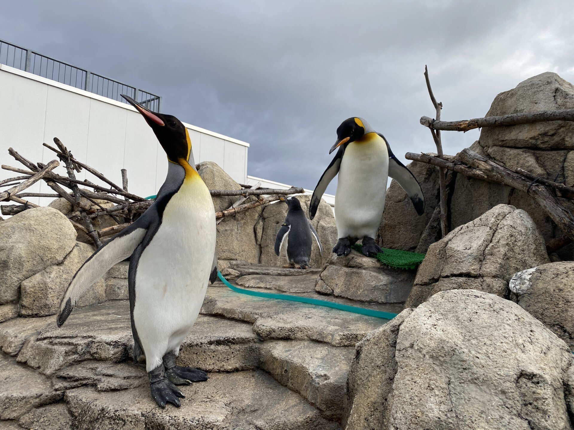 冬といえば｜仙台うみの杜水族館