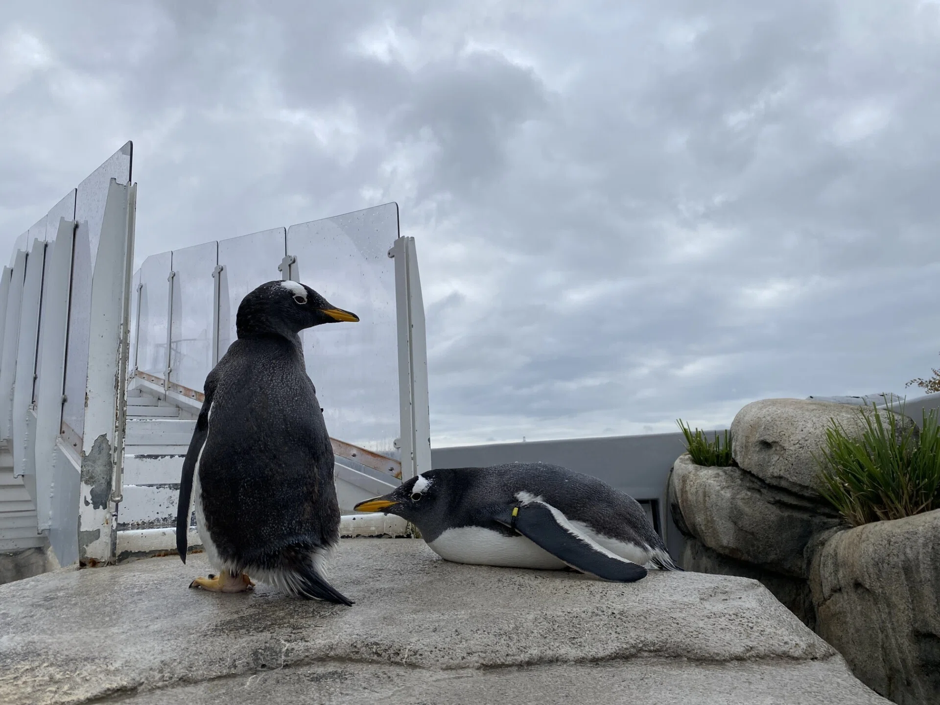 冬といえば｜仙台うみの杜水族館