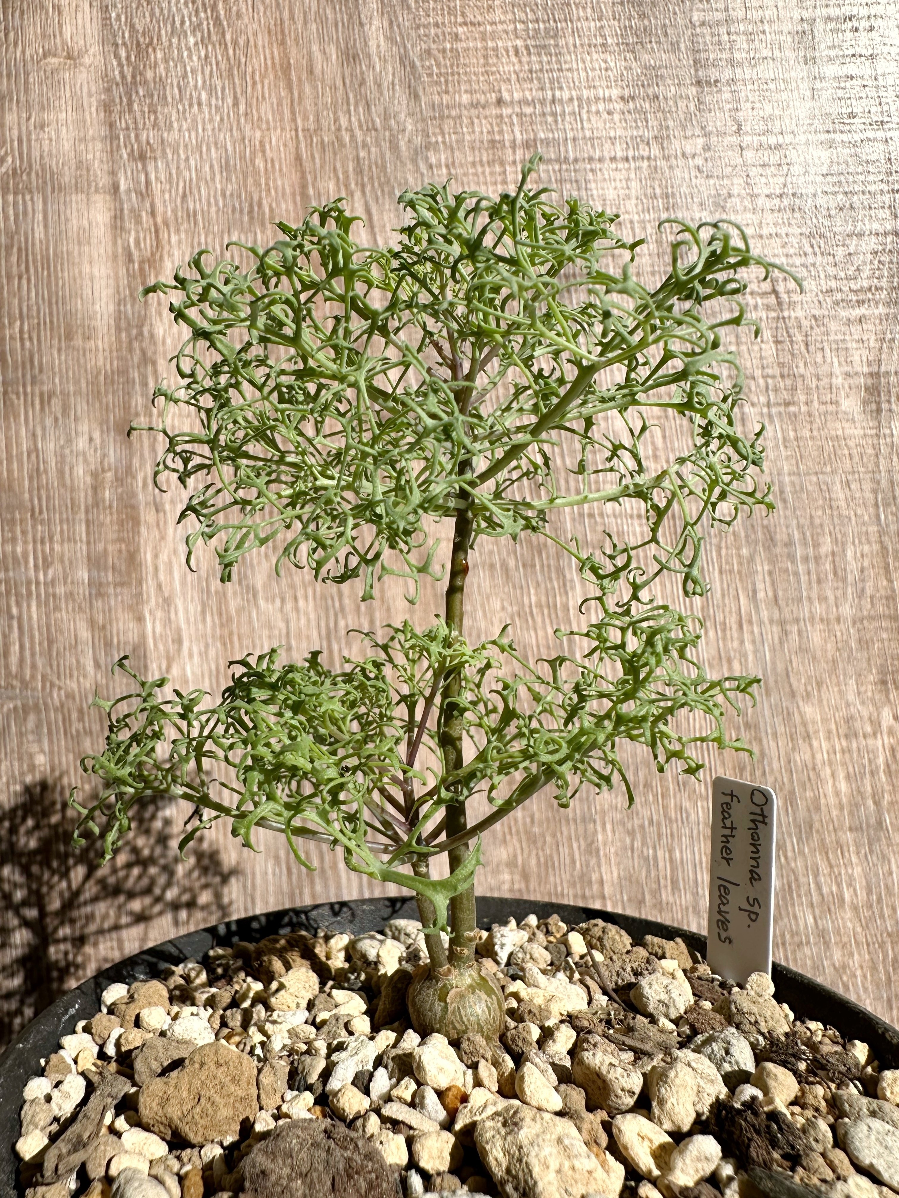 2 【パンダ園芸】実生株 特選 Othonna sp.featherleaves オトンナ