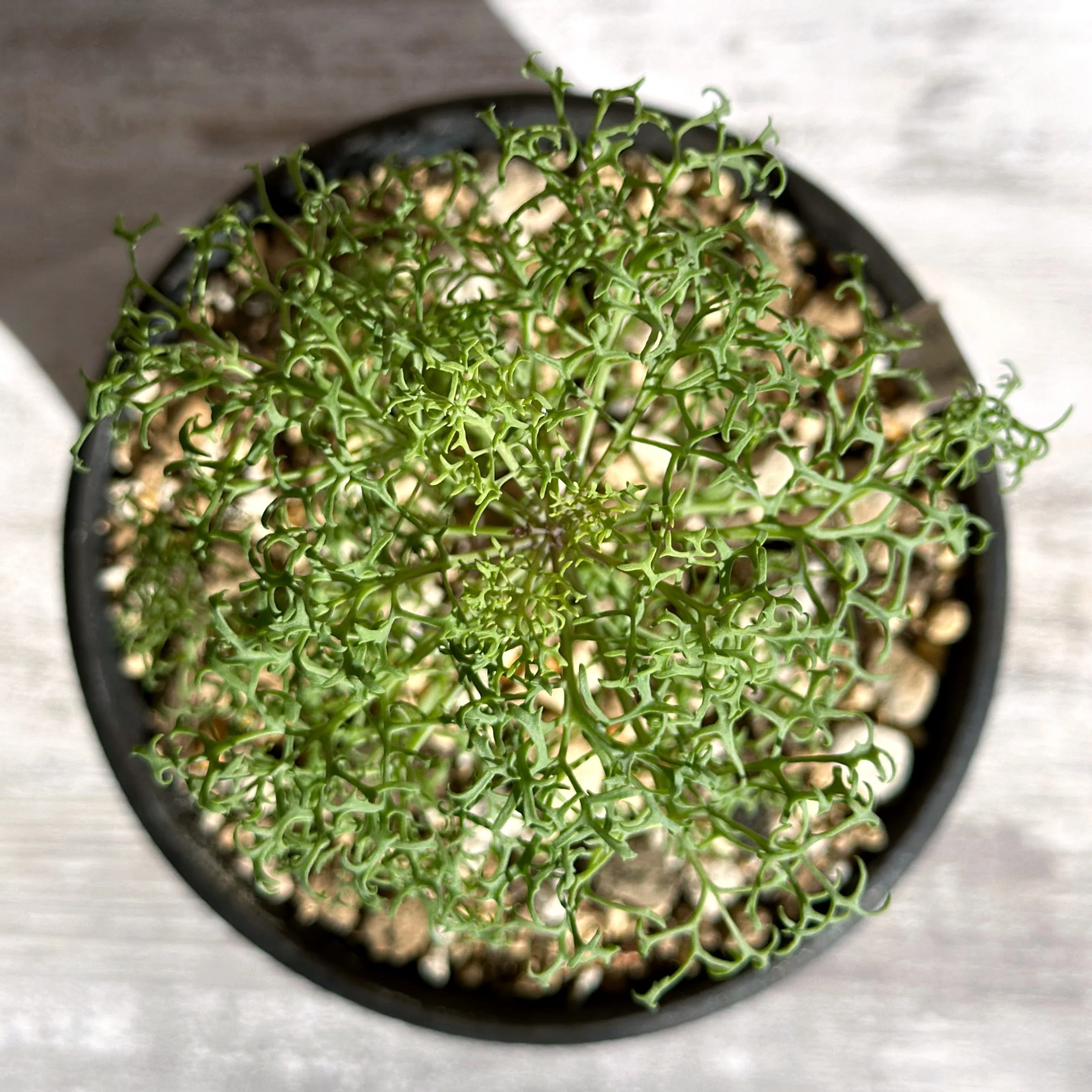 コーデックス：パキポディウム KK53 塊根植物 Othonna sp. feather 