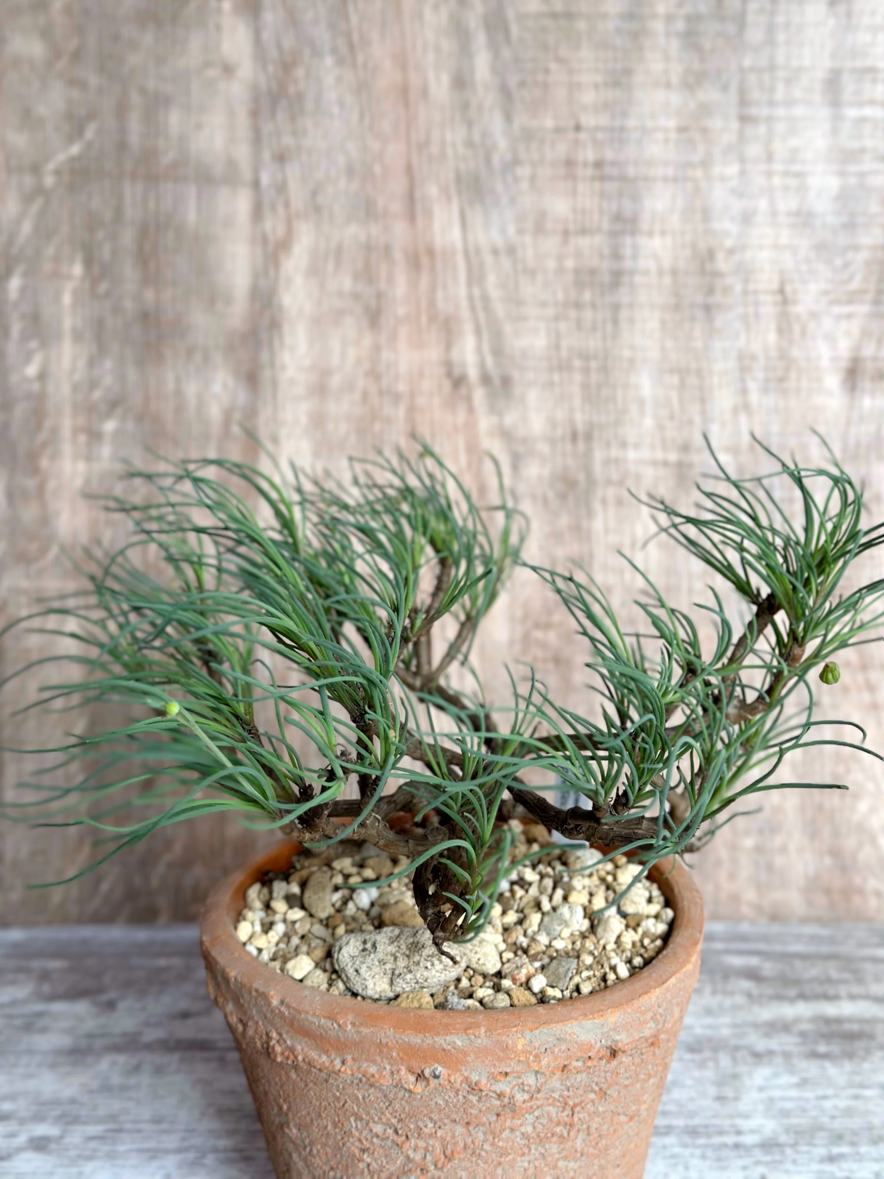 ○植物 Othonna sp. Nova. verrucae オトンナ エスピー ウェルカエ
