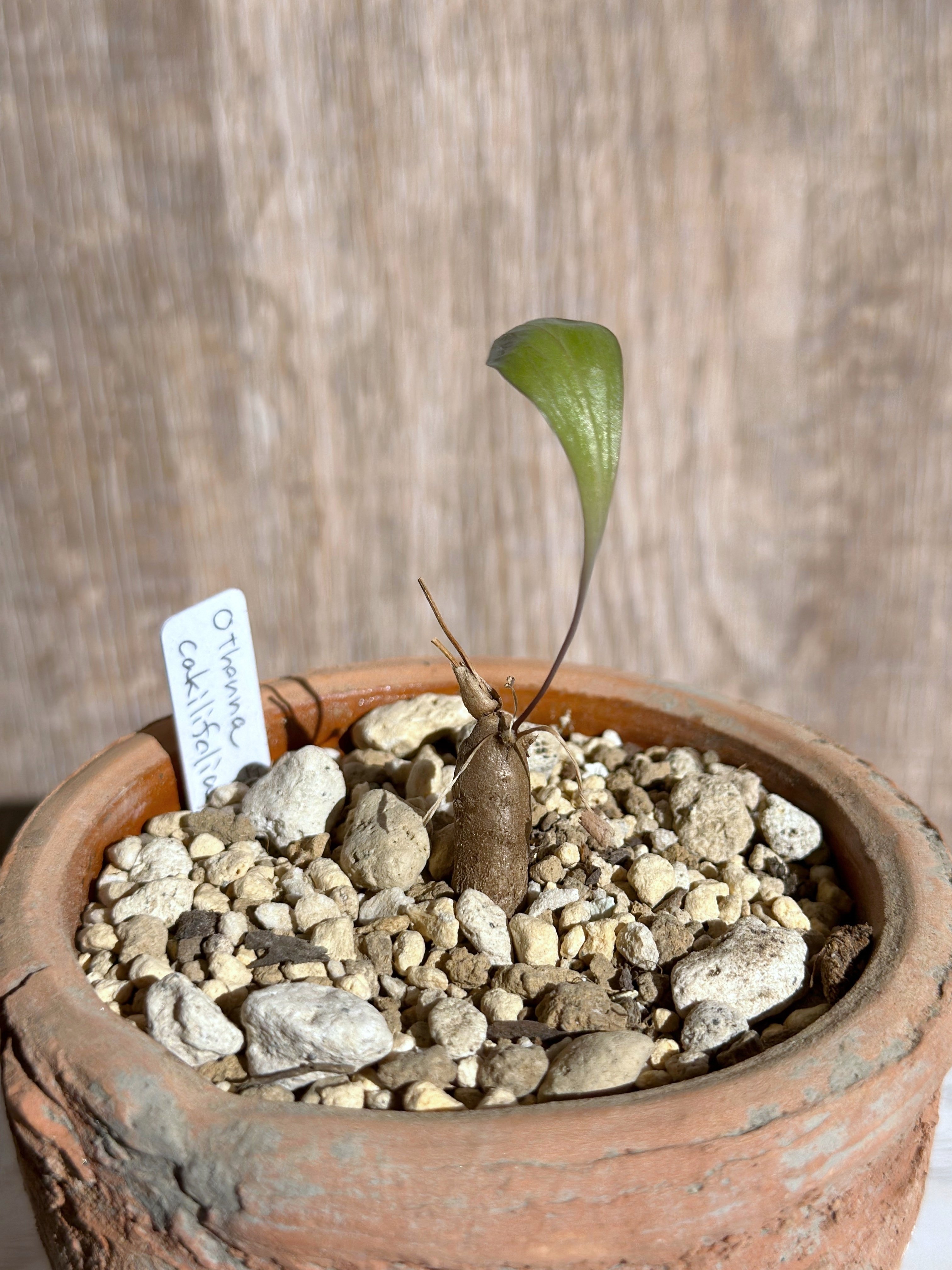 2 【パンダ園芸】実生株 特選 Othonna sp.featherleaves オトンナ