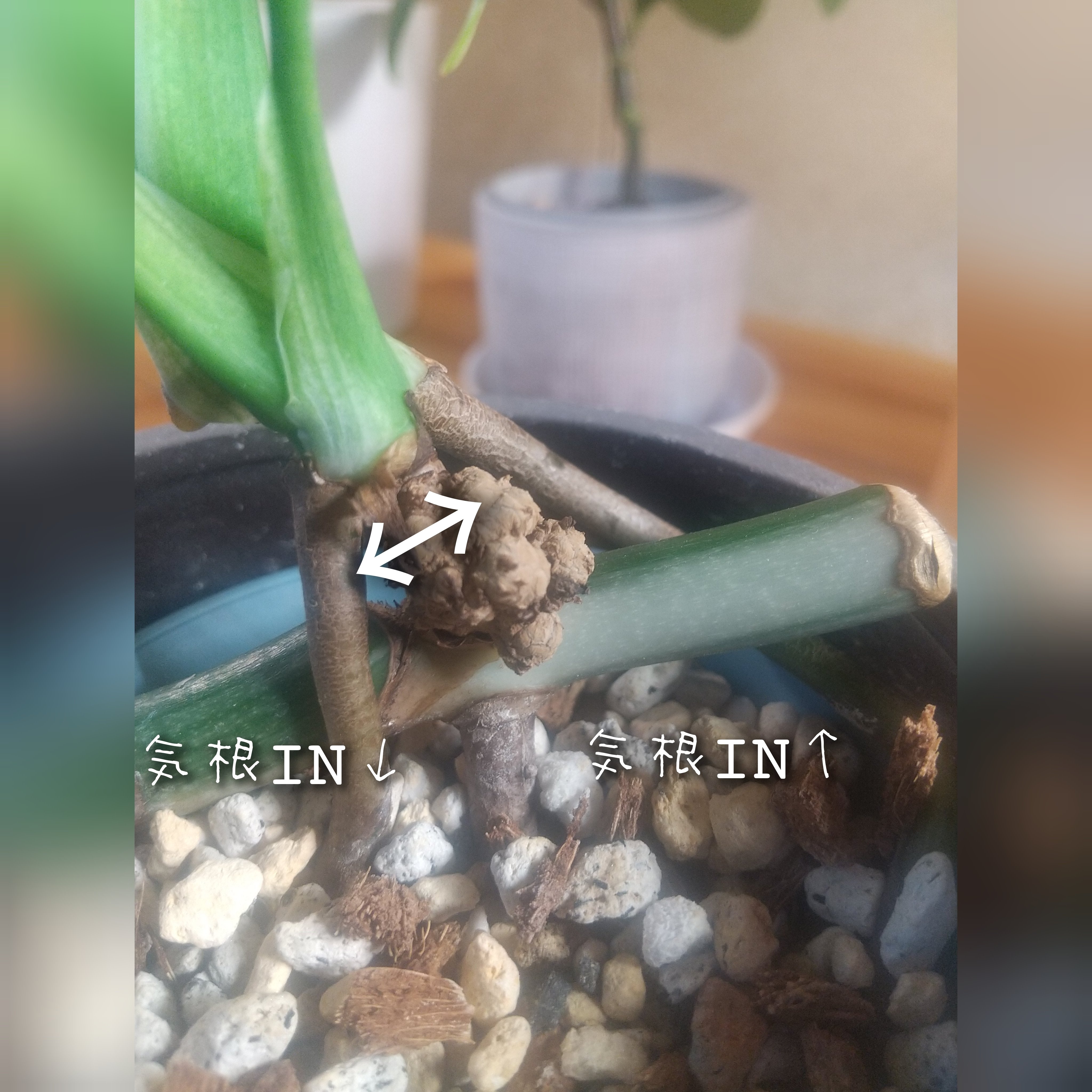 斑入りモンステラ】エイリアン出現からの今｜micyu