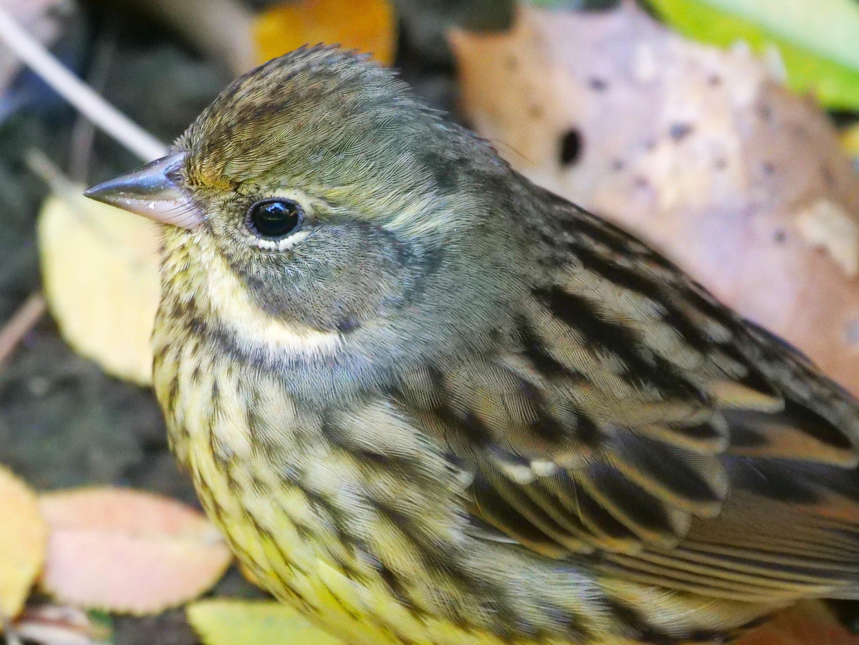 野鳥が好きです