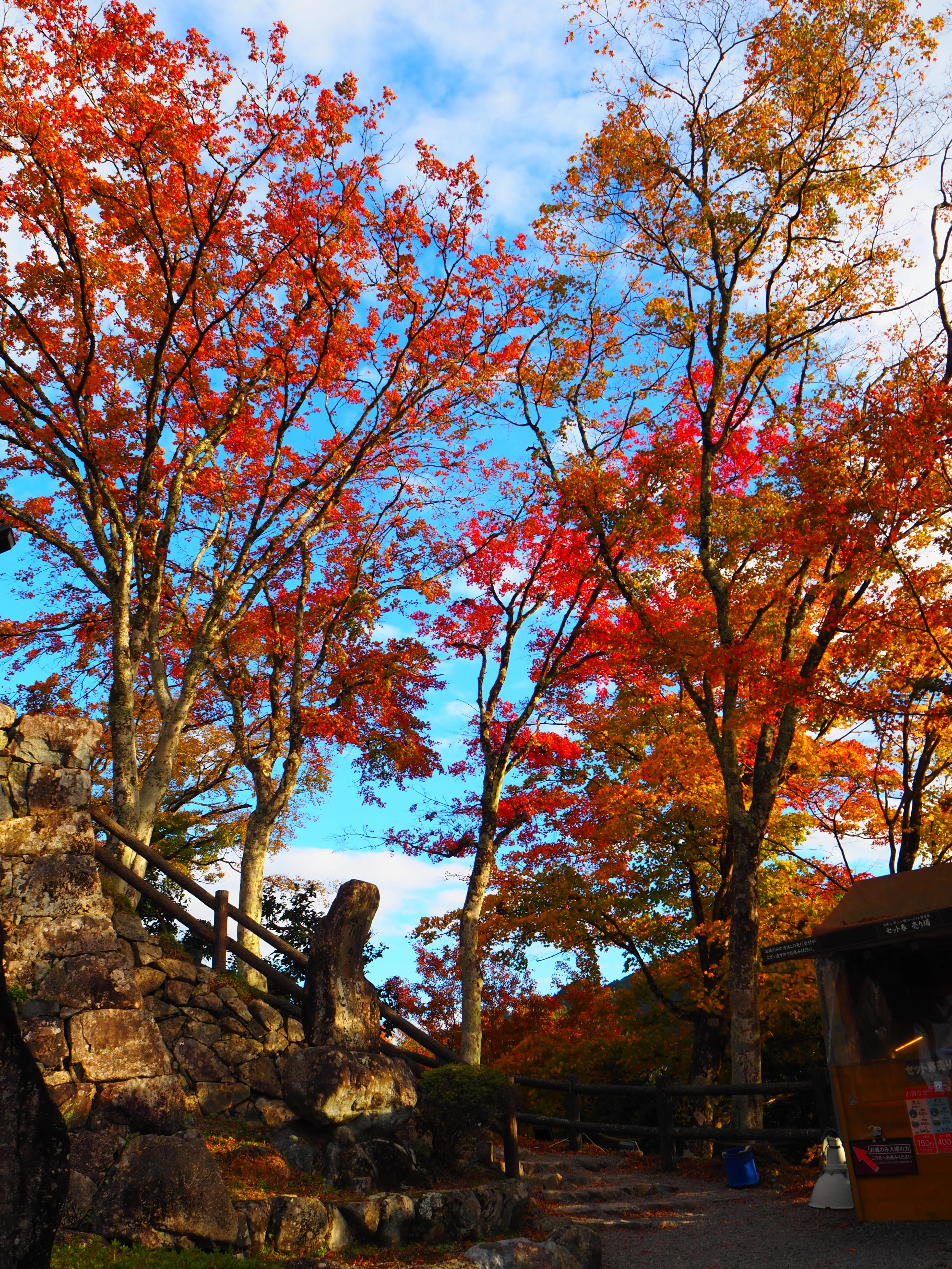 郡上八幡城での紅葉撮影はクセになる｜すすむ