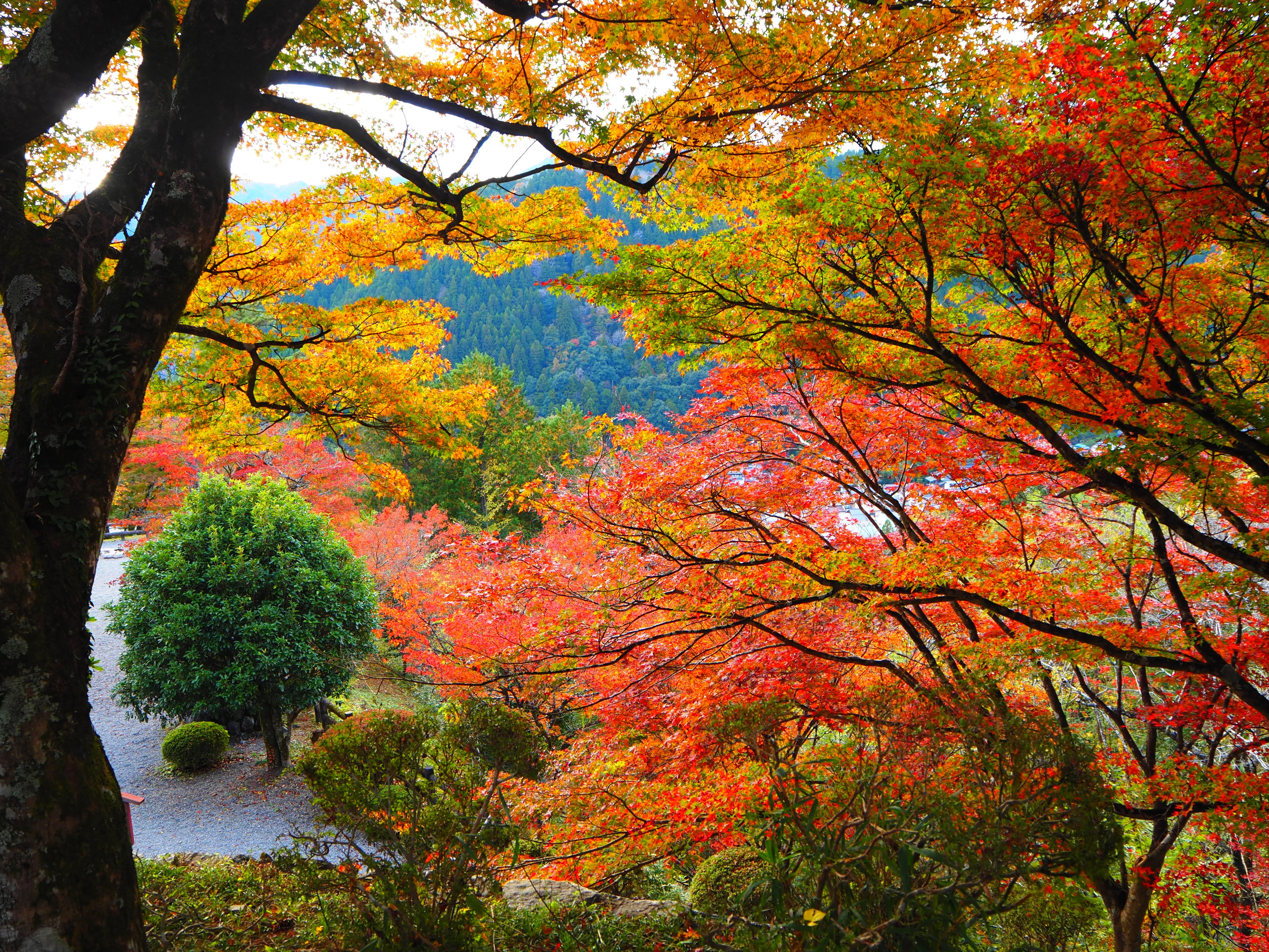 郡上八幡城での紅葉撮影はクセになる｜すすむ