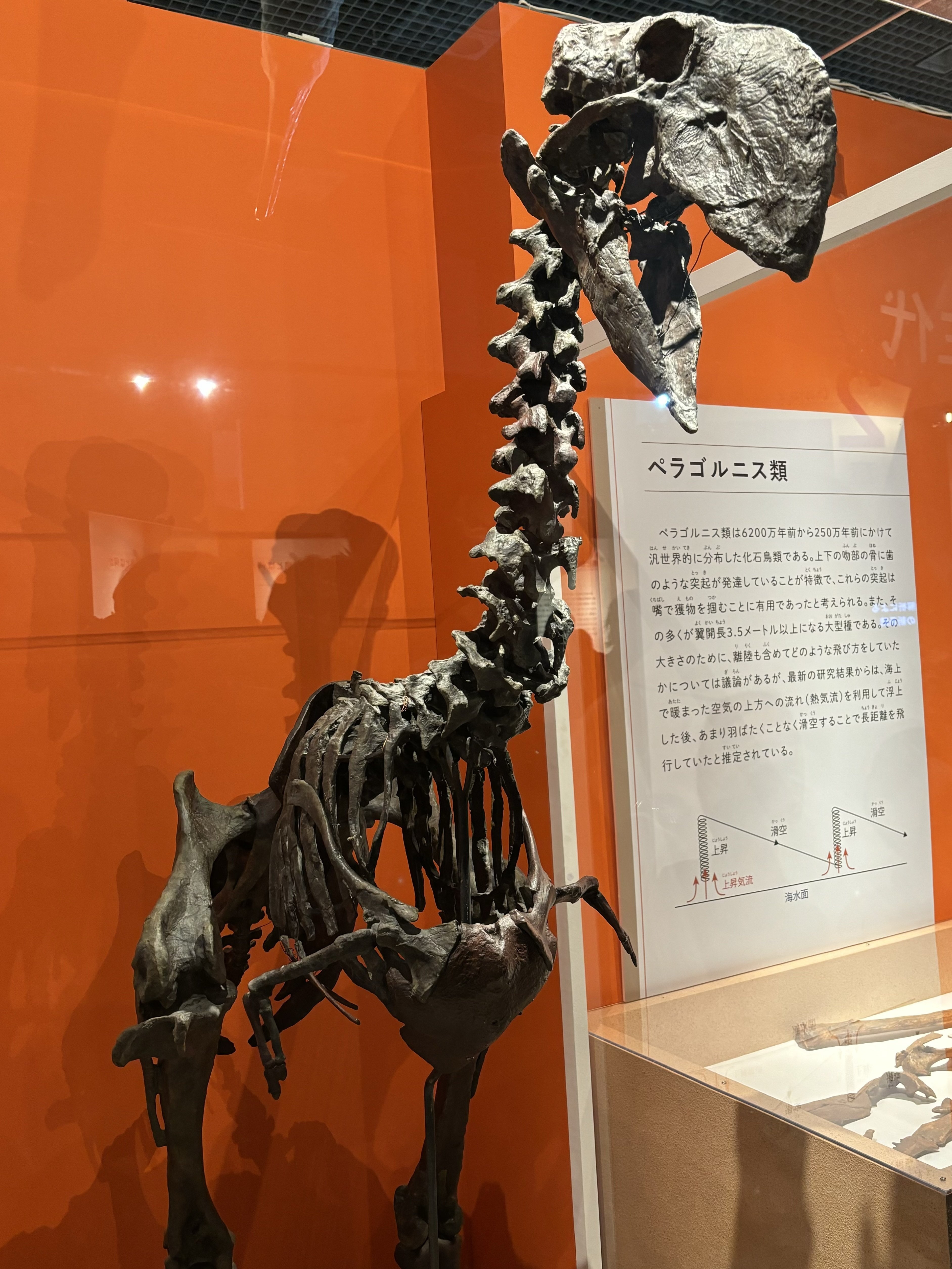 標本博物館】大型猛禽類☆爪脚・標本☆ 頭骨 標本 剥製 爪 ワシ