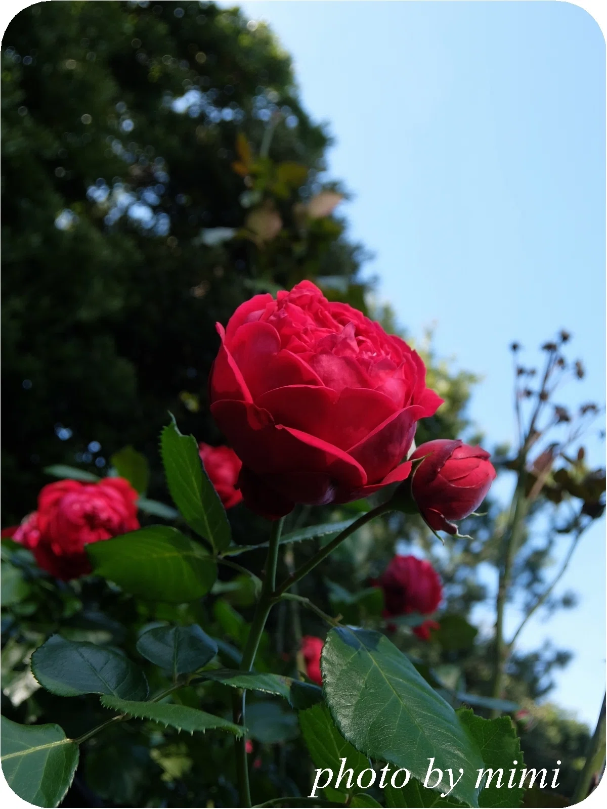 Autumn Rose: Rouge Pierre de Ronsard｜mimi fleur