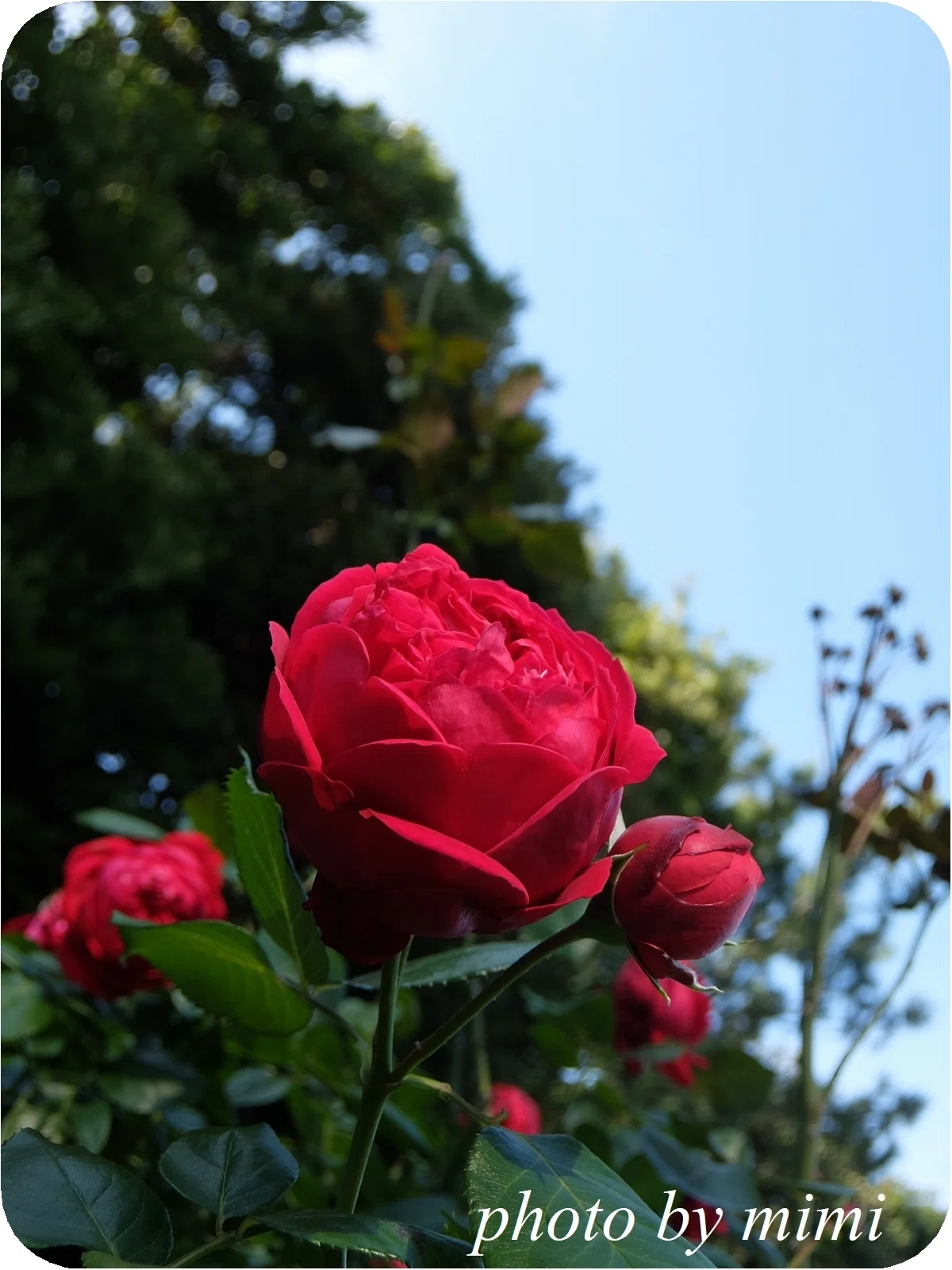 Autumn Rose: Rouge Pierre de Ronsard｜mimi fleur