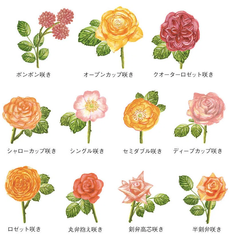 Autumn Rose: Rouge Pierre de Ronsard｜mimi fleur
