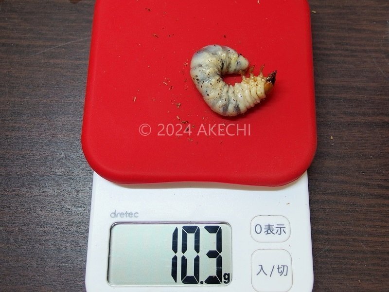 フォルスターフタマタクワガタ・ニシ亜種の飼育記録【2017~2018 フォルスターフタマタクワガタ・ニシ亜種の飼育記録【2017~2018