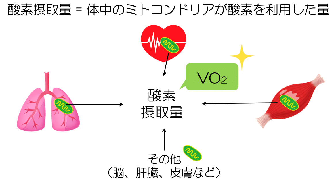 酸素摂取量（VO2）を理解する｜KAWASAKI