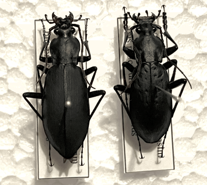 秋田の「クロナガオサムシ」を求めて｜オサム