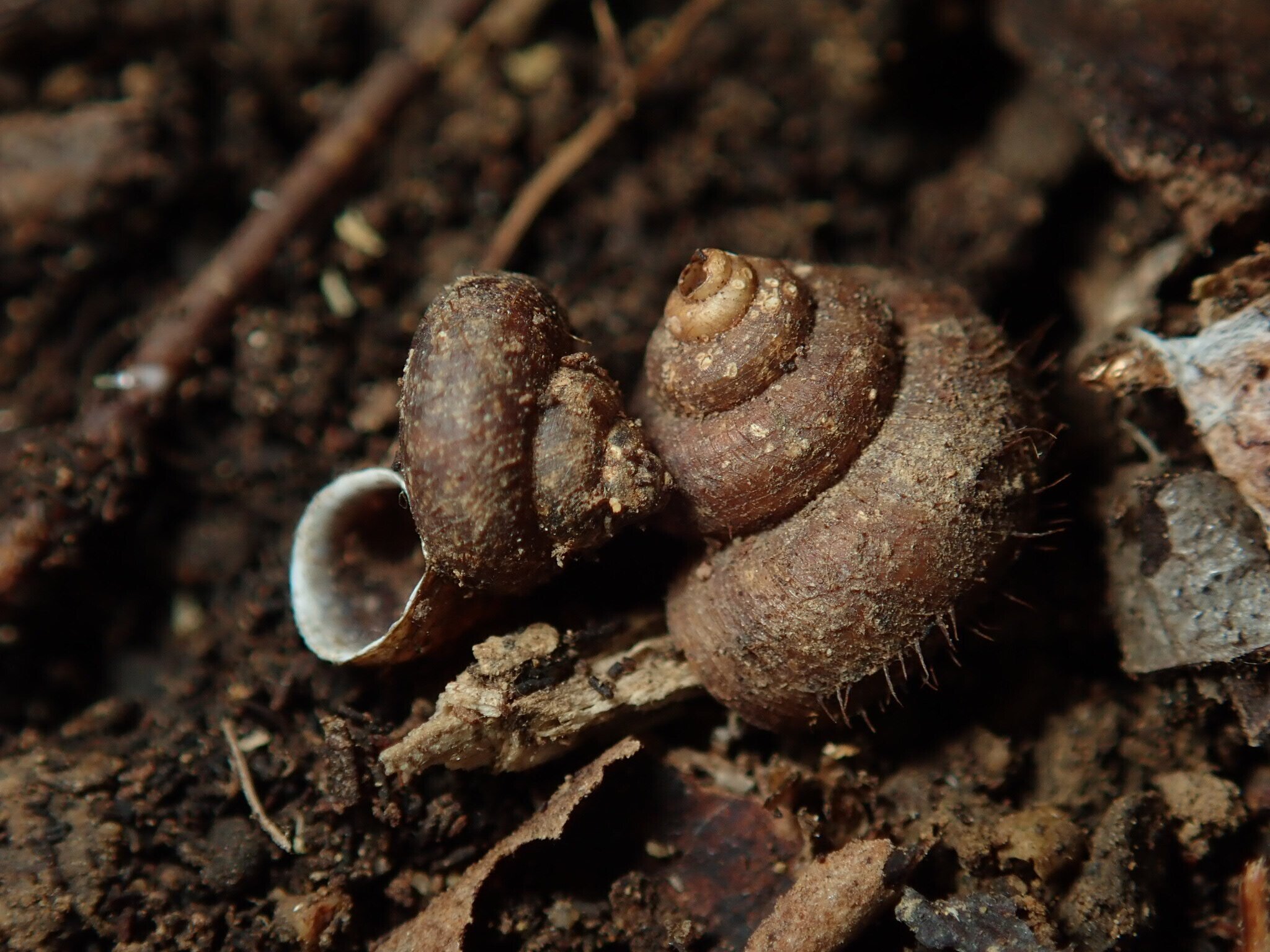 雨が降ったら出かけよう！カタツムリ観察のすゝめ｜キュリオス沖縄